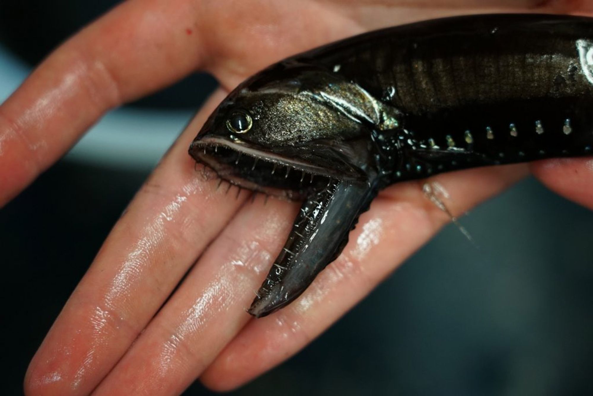 A xenomorph looking fish with dark slightly sparkly skin and an oversized lower jaw packed with sharp, needle-like teeth.

Photo from the Woods Hole Oceanographic Institute.
https://twilightzone.whoi.edu/explore-the-otz/creature-features/elongated-bristlemouth/