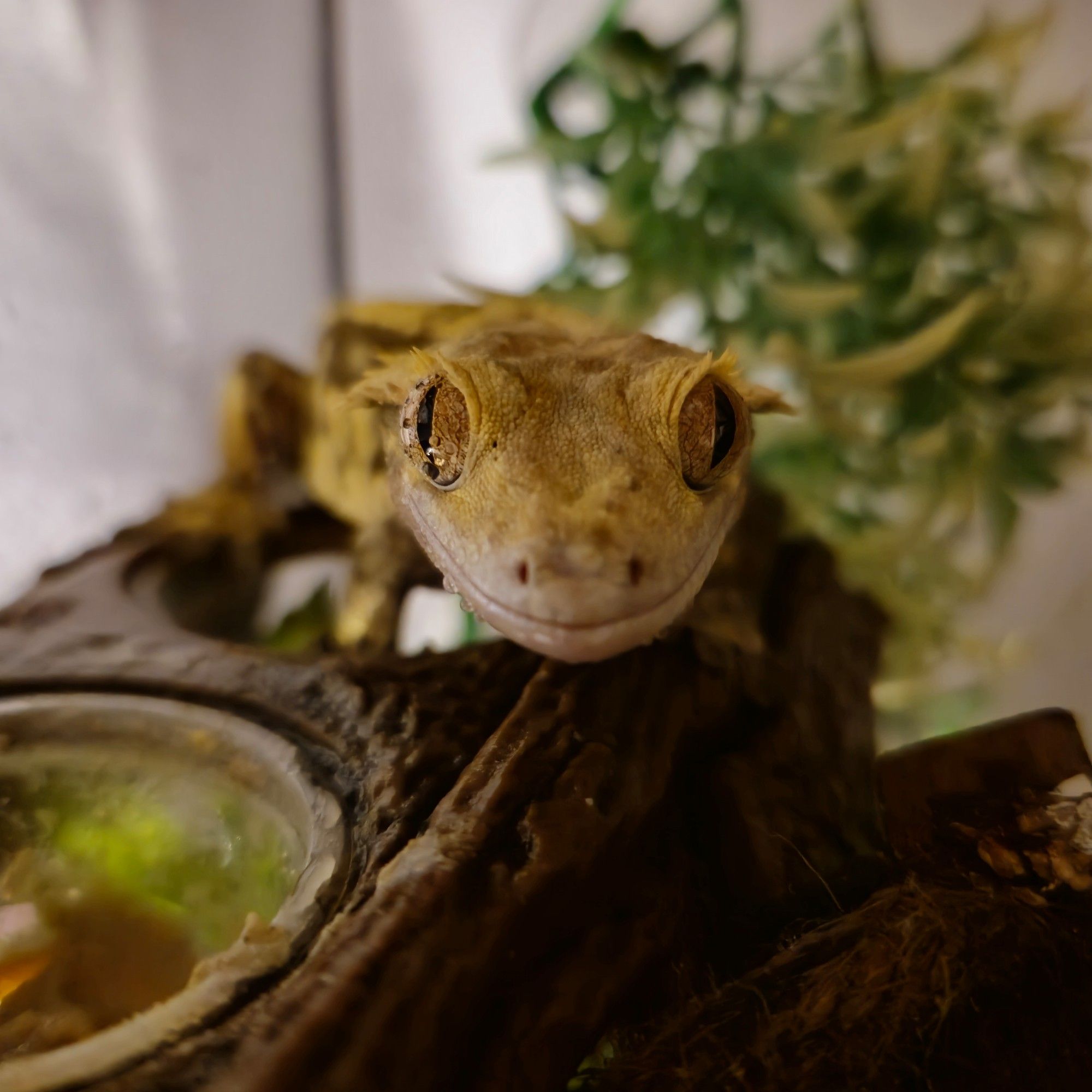 beans the crestie