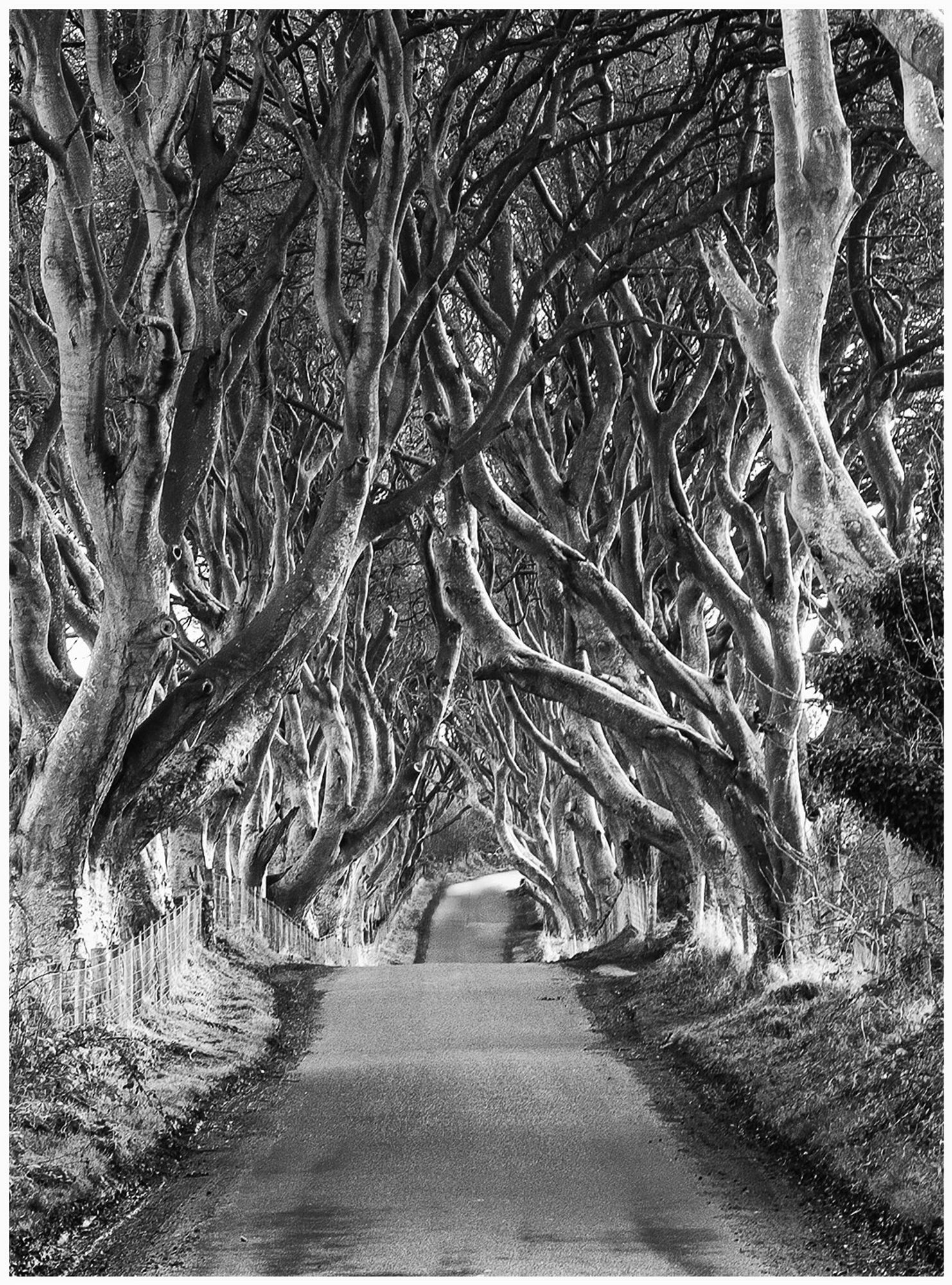 A black and white photograph of a tree-lined road, featuring twisted branches arching overhead, creating a natural tunnel effect. A fence borders one side of the road.