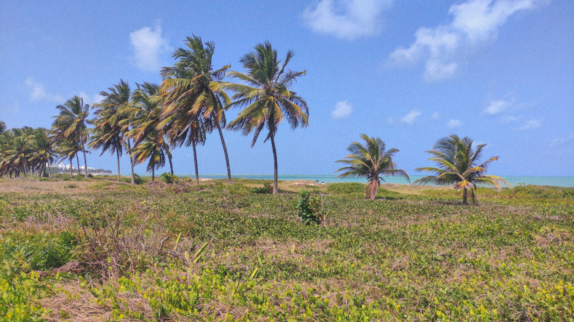 Uma foto da praia. Está distante e logo na frente se vê a vegetação rasteira da praia em diversos tons de verde, e algumas partes já queimada pelo sol por causa da chegada da primavera. Mais do lado esquerdo da foto, há fileira de coqueiros que vão diminuindo com a distância, as folhas sendo empurradas pelo vento. O céu está super azul, com poucas nuvens espalhadas. Bem no horizonte, uma faixa do mar em um tom maia esverdeado.