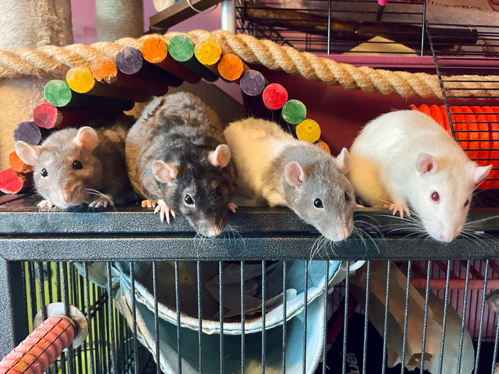 four pet rats lined up on top of their cage, waiting patiently for a little snack. 