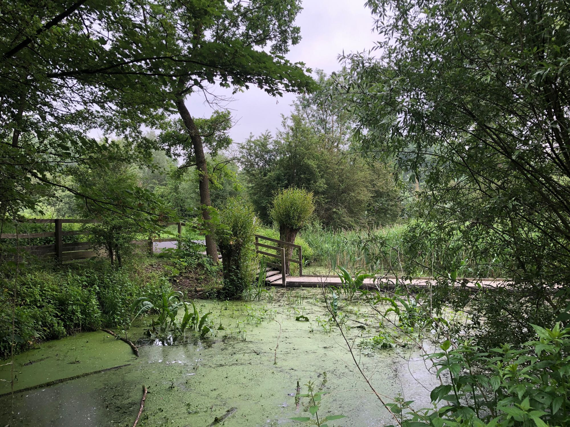 Une zone du marais avec beaucoup d’algues et de nénuphars