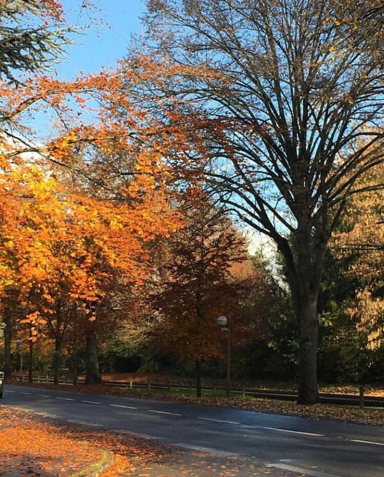 Arbres aux feuilles rousses