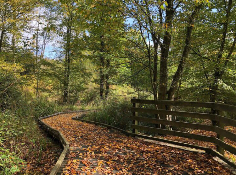 Pont de bois recouvert de feuilles