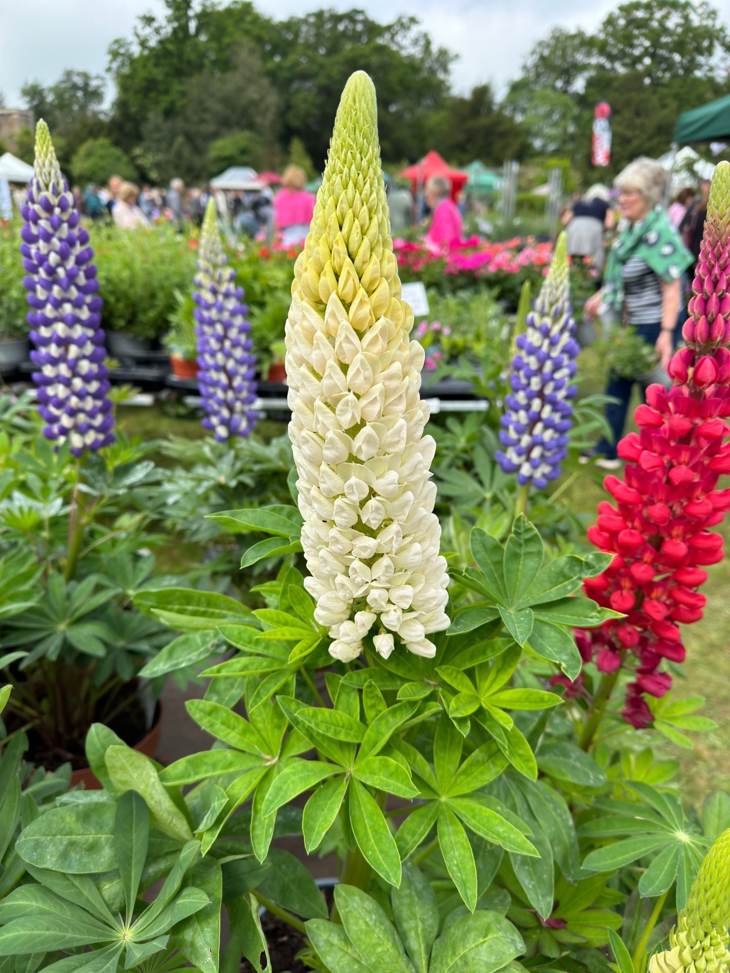 #Lupins