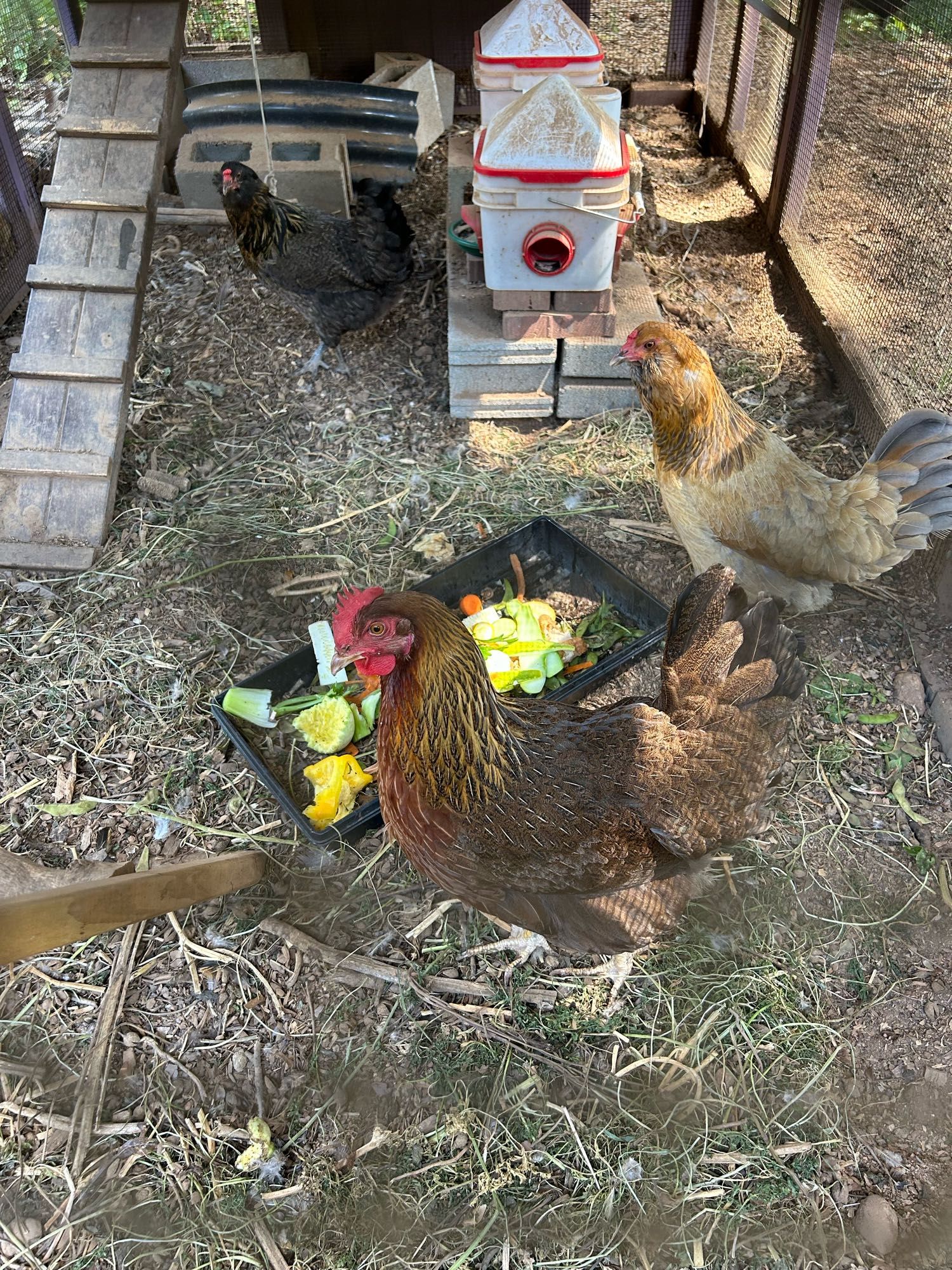 Three chickens eating scraps out of a tray