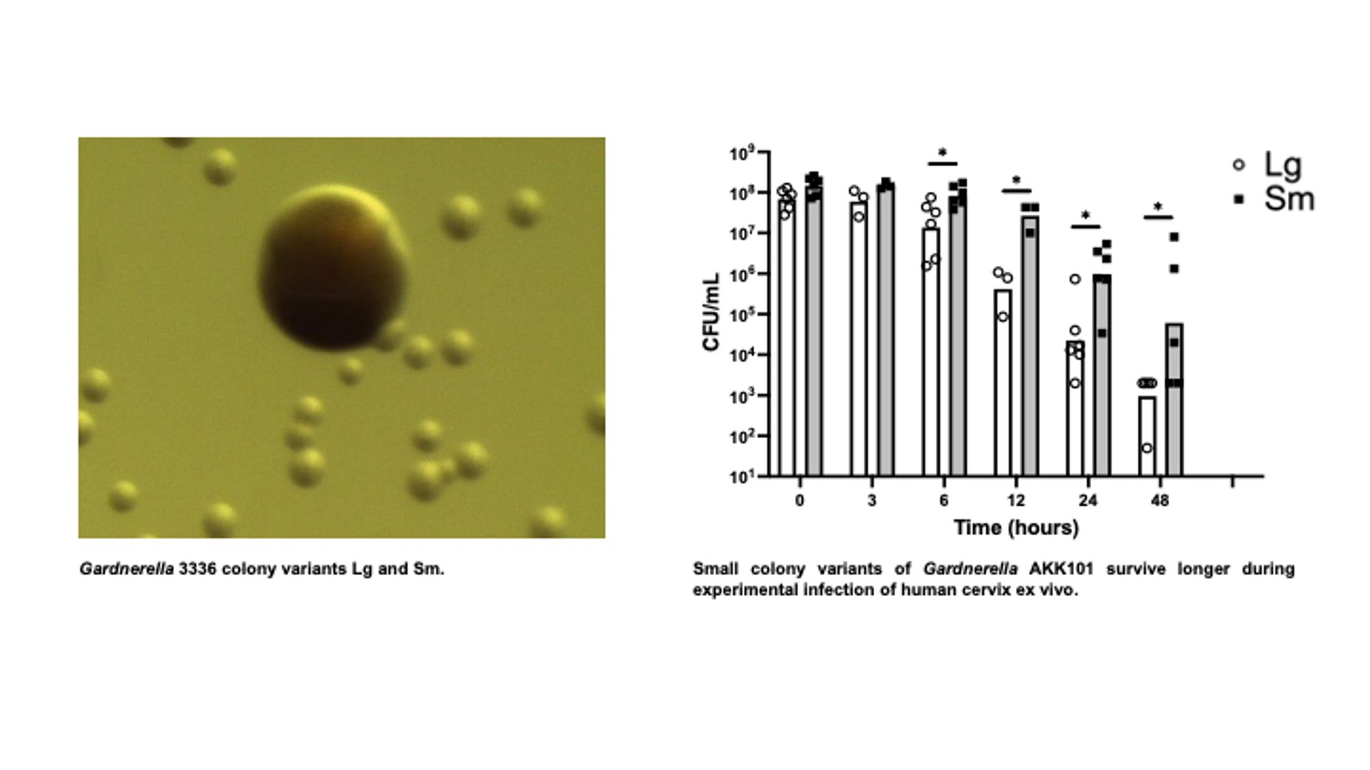 Colonies of the bacteria Gardnerella, strain 3336, grow on an agar plate and appear as large or small colonies (left panel). The number of Gardnerella surviving in an infection of huaman cervix tissue in the lab is depicted in a bar graph, and the number of small colony variants that survive is greater than those of the large colony variants (right panel).