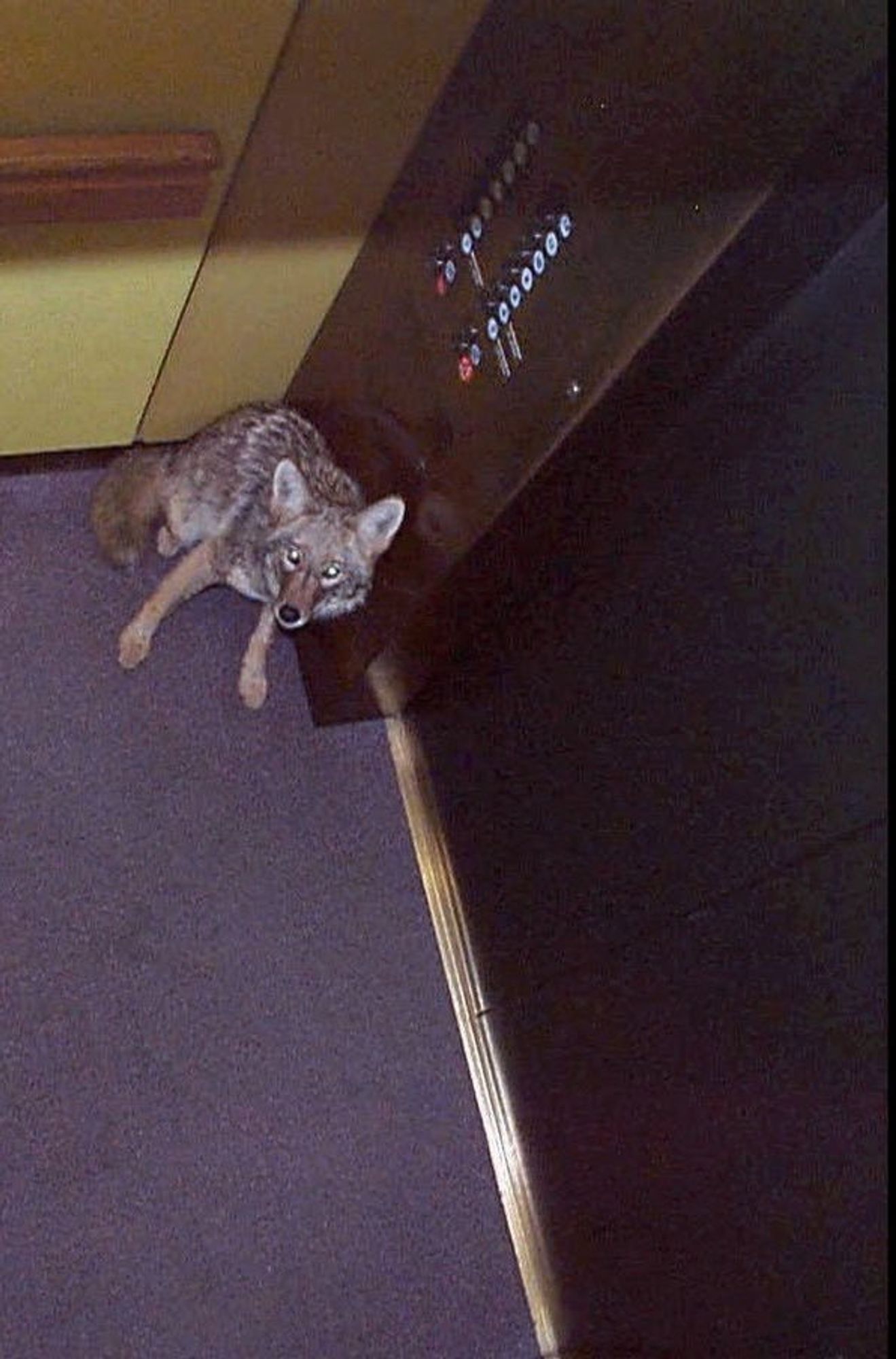 a coyote in an elevator