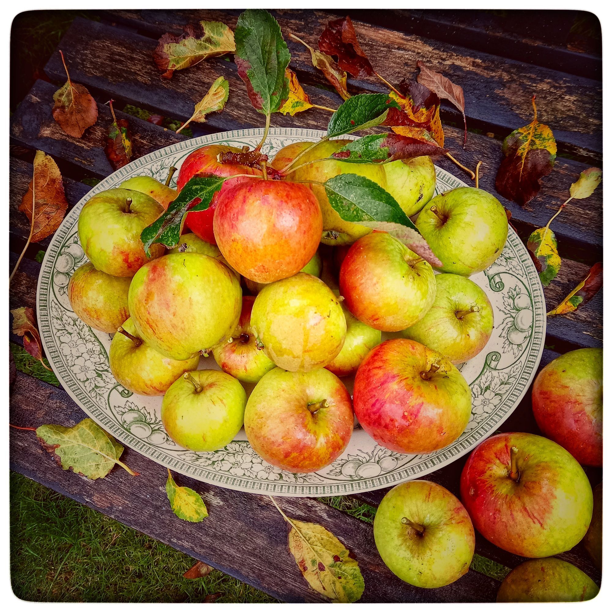 A glorious victorian platter featuring green apple designs, piled high with apples, sat on an old garden bench & surrounded by fallen tree leaves.