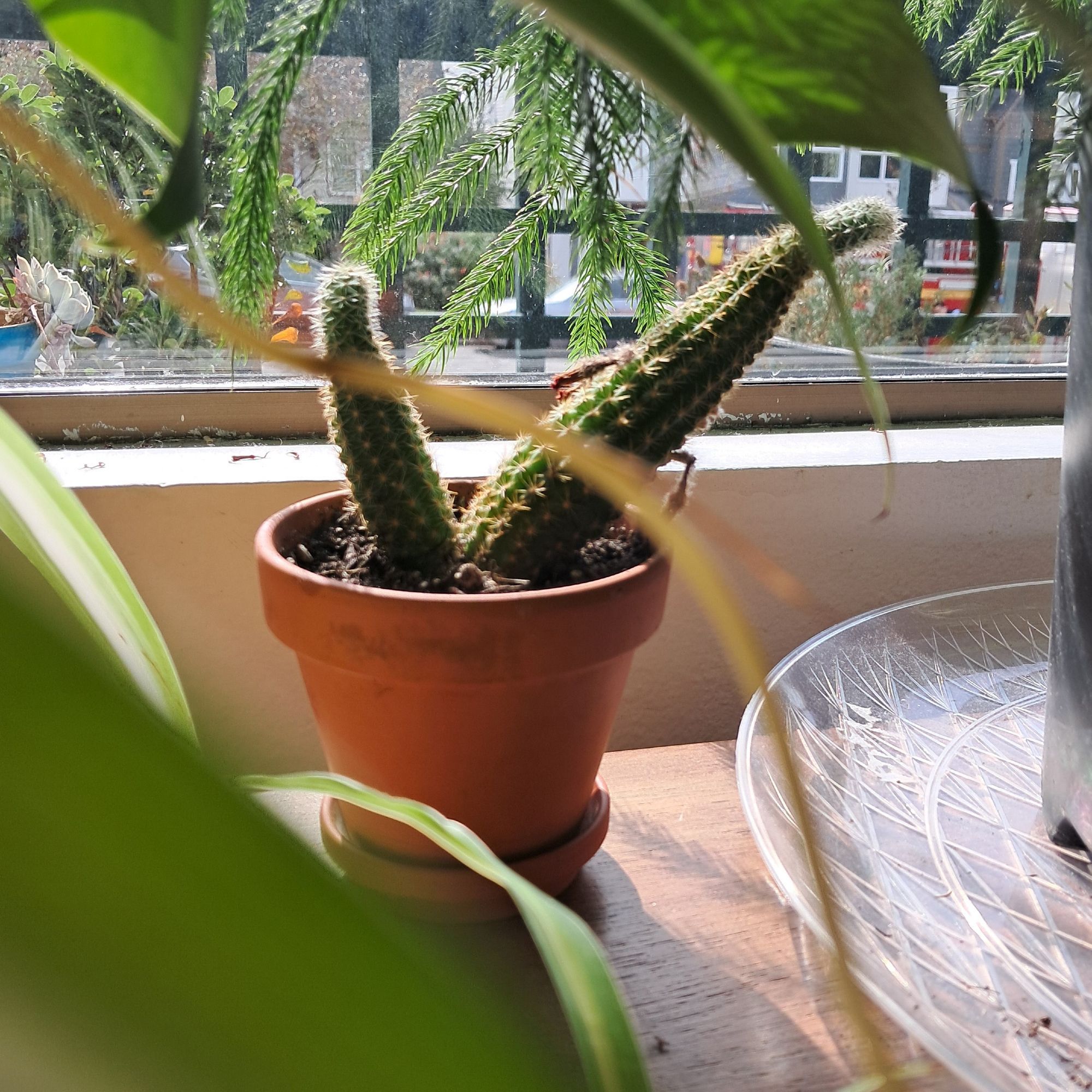 A small two-trunked cactus (or is it two cactuses?) that's stretched towards the window.