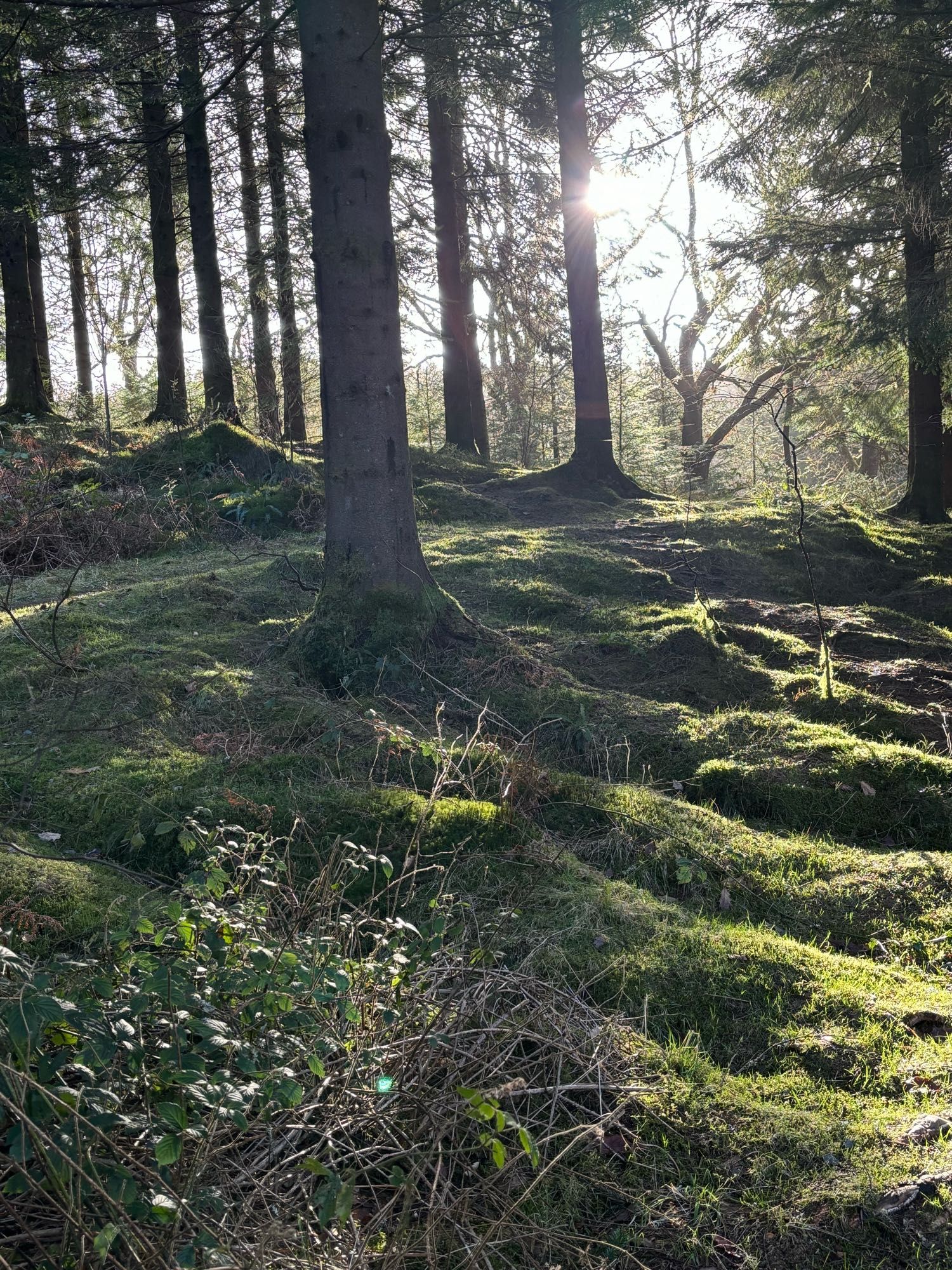 4 images from walks in the Scottish Highlands, a Loch Ard and surrounding area.