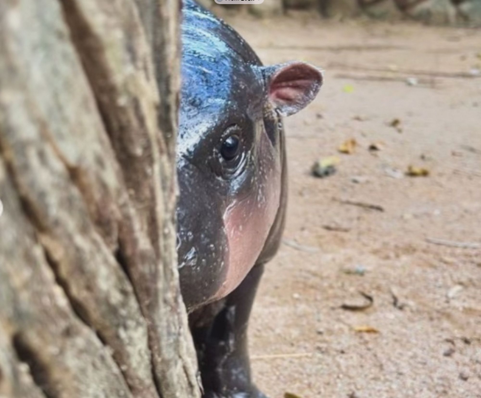 moo deng looking sneakily from behind a wall