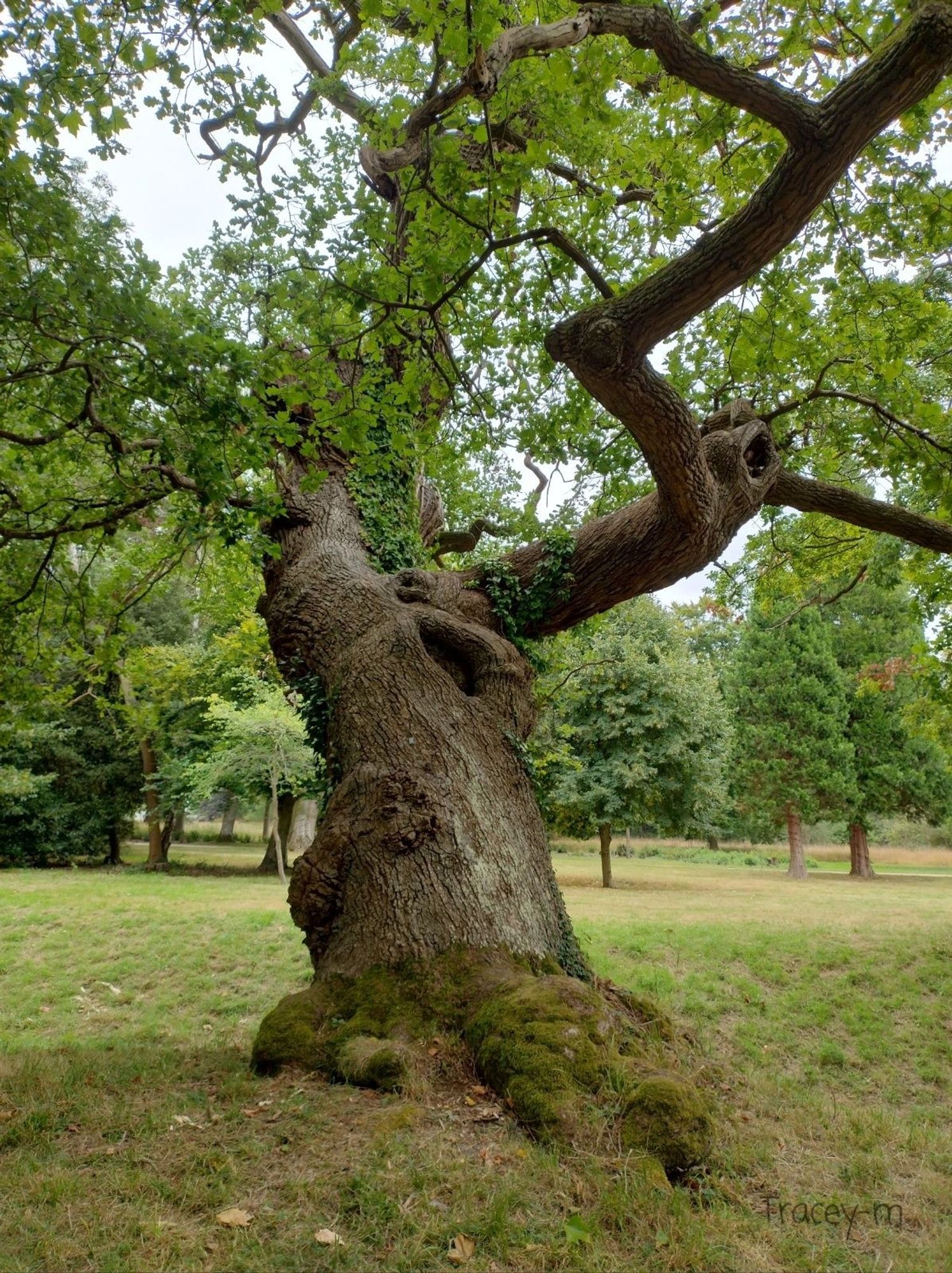 Large sloping tree