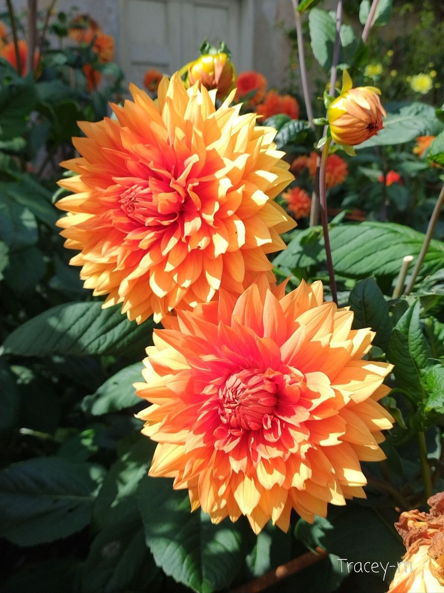 Two orange dahlias