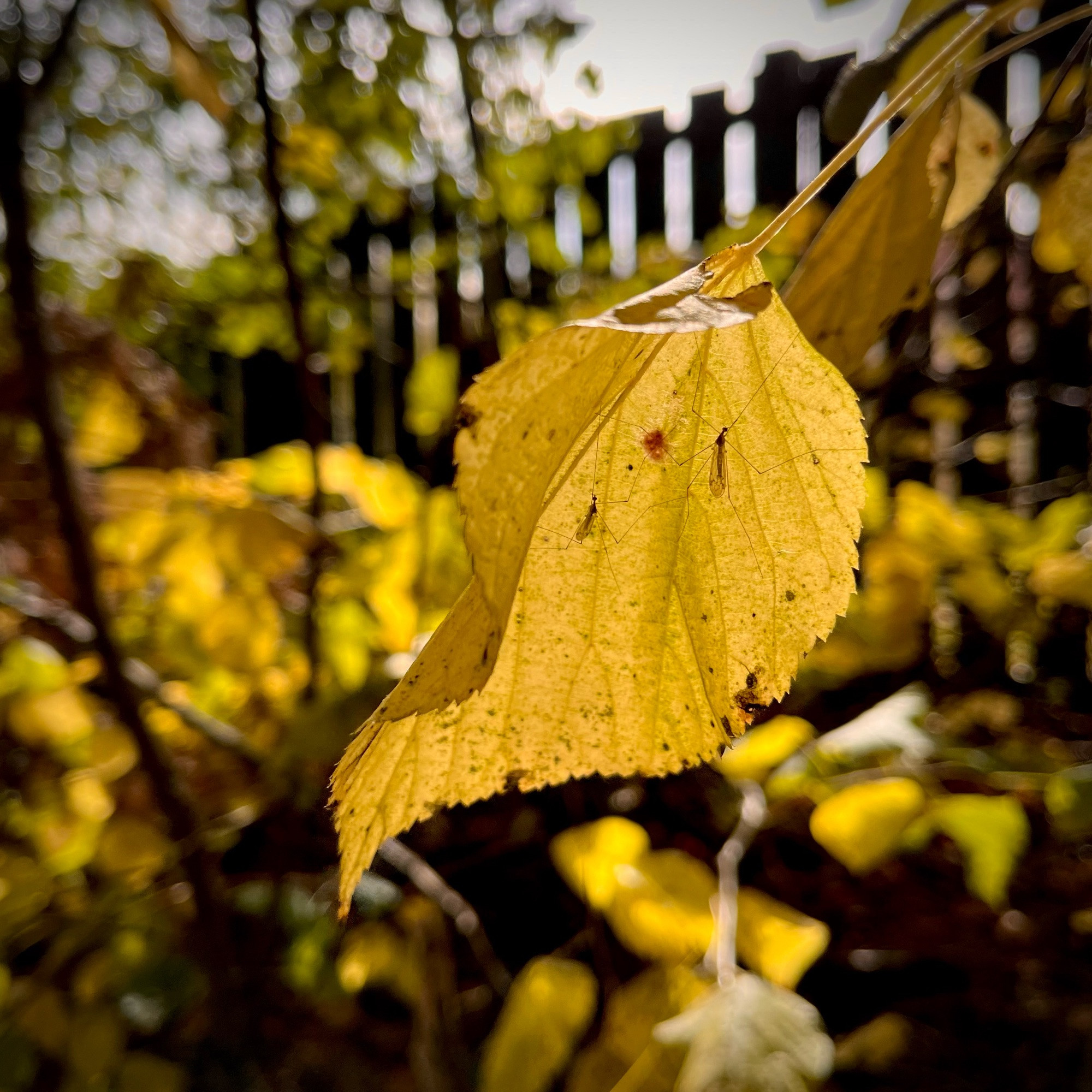 Backlit autumn leaf with two insects soaking up the sun’s warmth