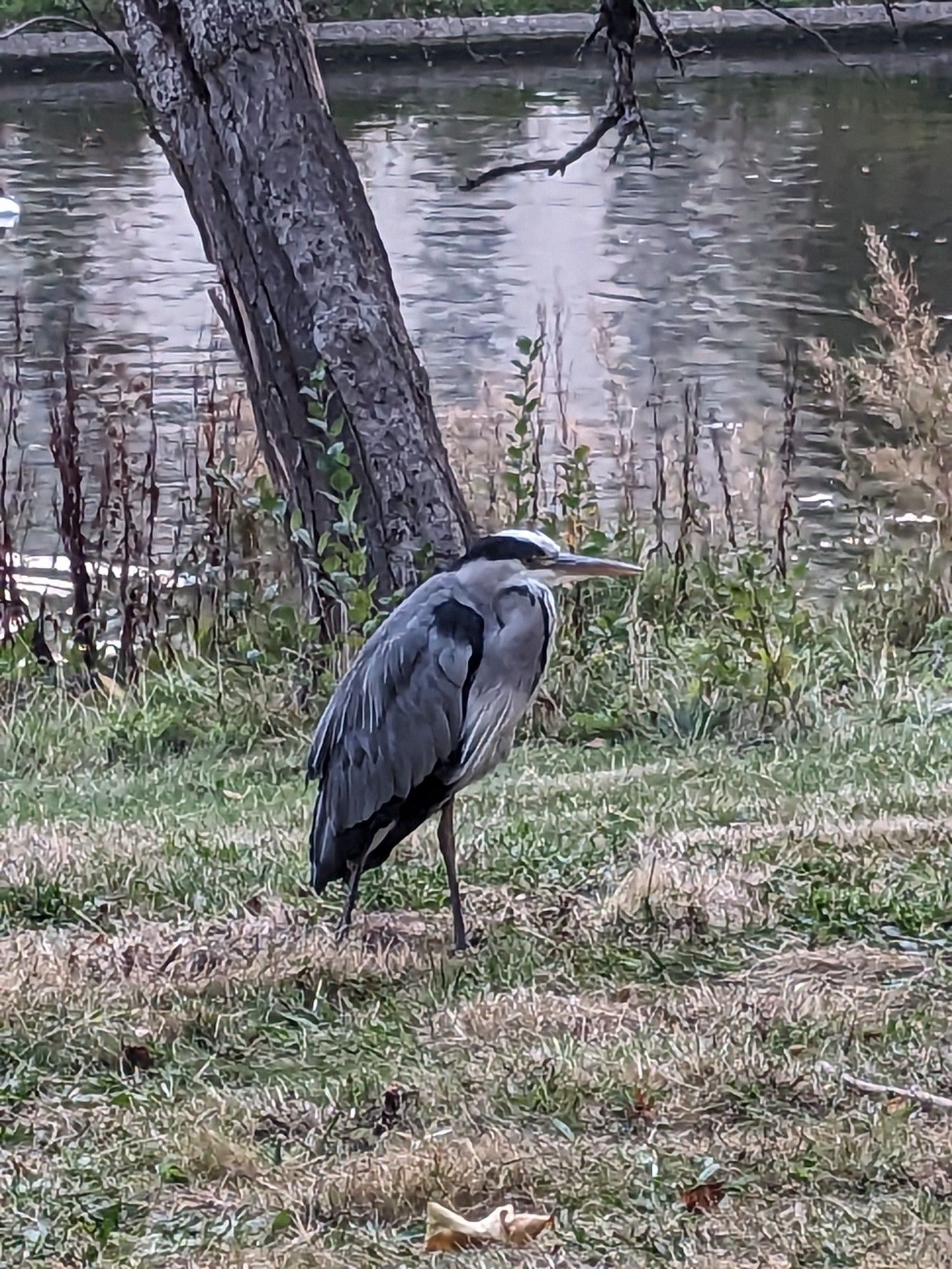 A heron chilling in the grass, with a river in the background