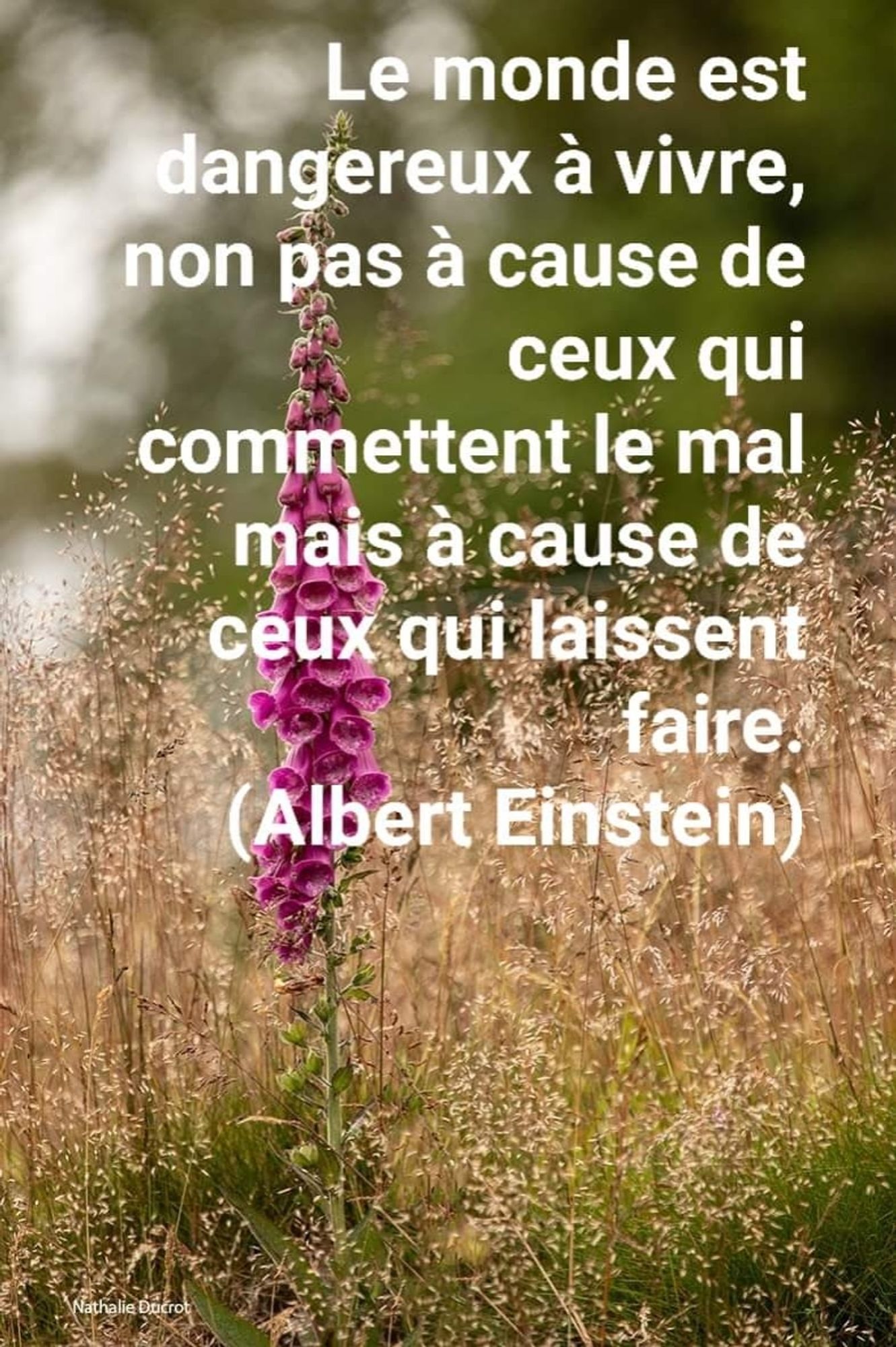 Le monde est dangereux à vivre, non pas à cause de ceux qui commettent le mal mais à cause de ceux qui laissent faire. Albert Einstein 