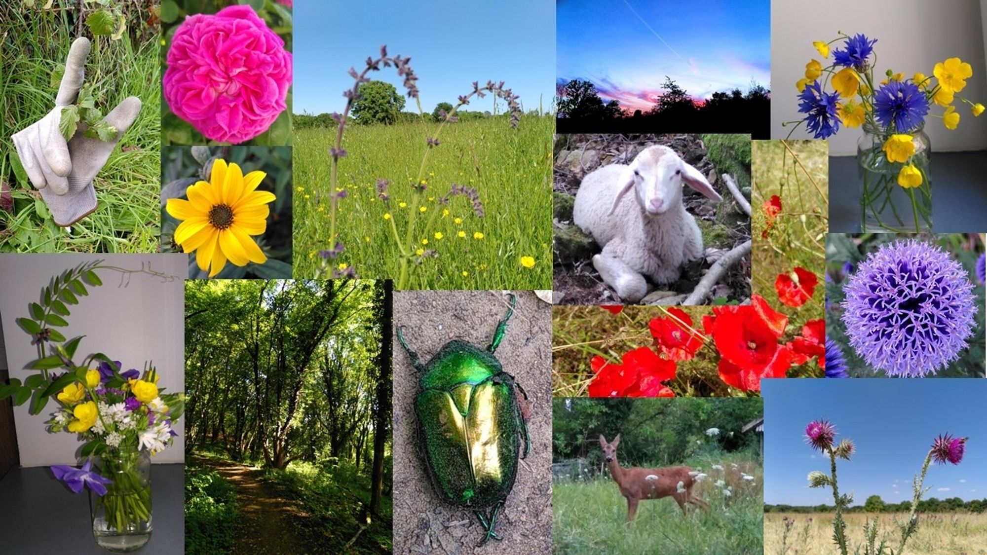 Montage de plusieurs photographies
Fleurs - paysages - animaux - bouquets de fleurs 