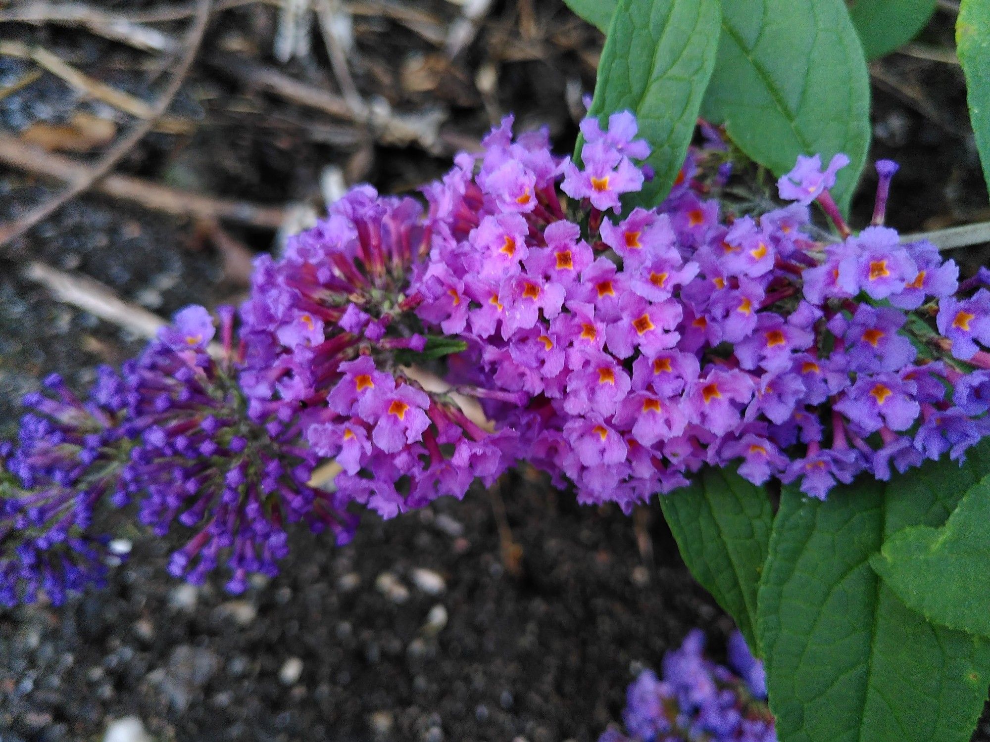 Buddleia 