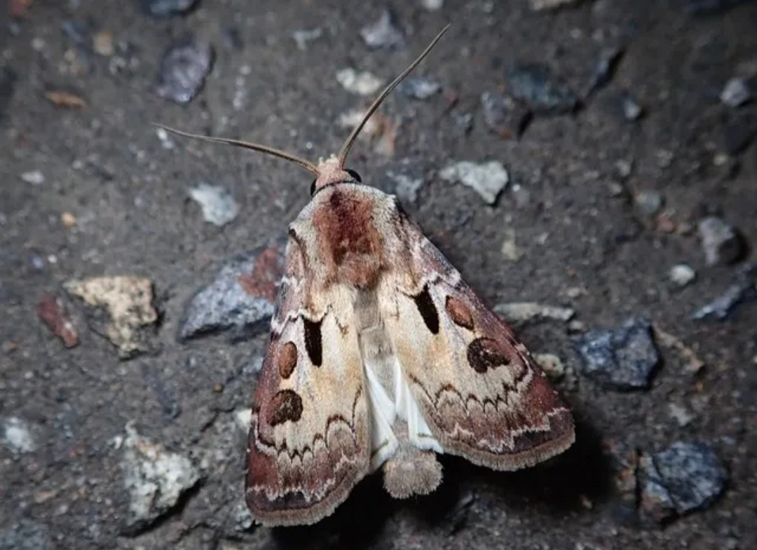 センモンヤガ
Agrotis exclamationis