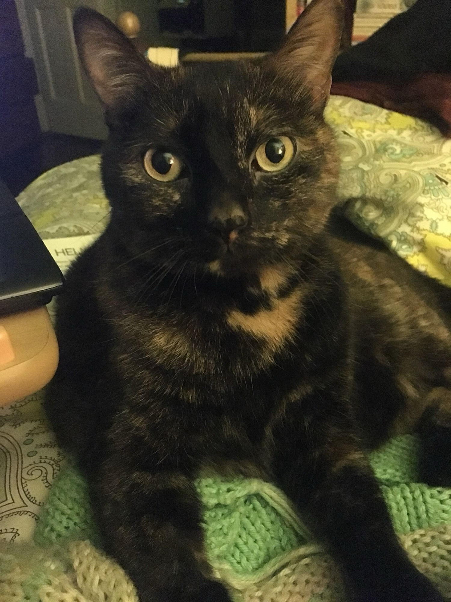 A short-haired tortoiseshell cat