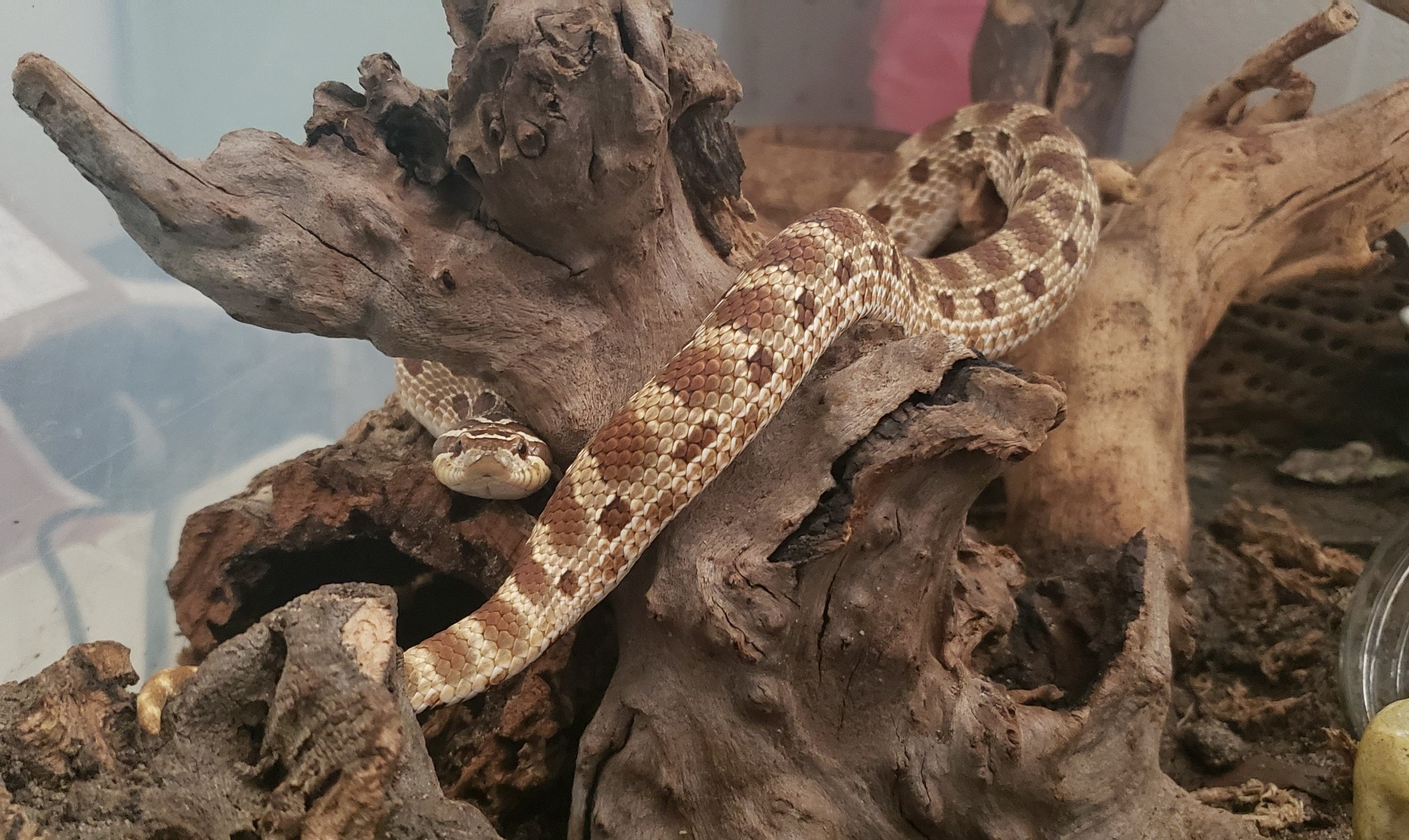 A pet hognose snake wrapped arounf a branch and looking at the camera