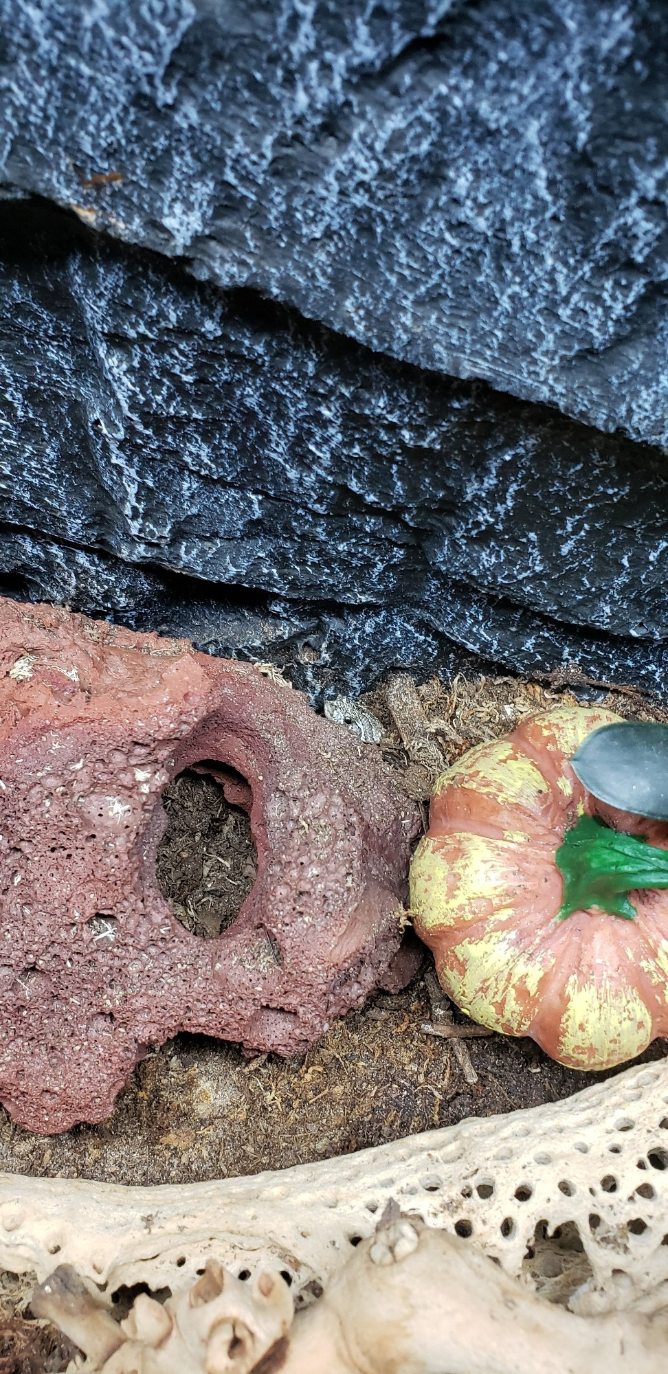 A lava rock, smally gourd, and cholla log in a terrainium. Behind the lava rock is a tiny burrowing snake, only his head peeking up from a tunnel