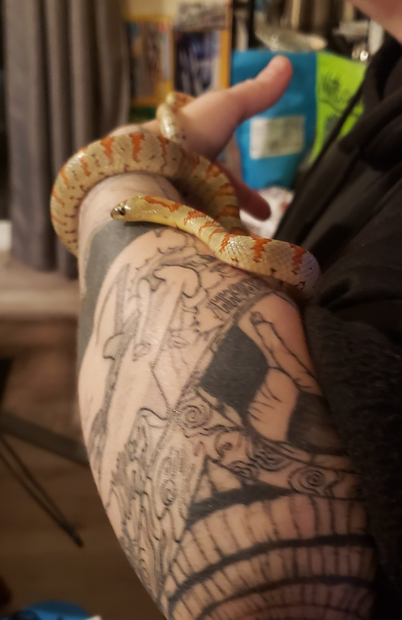 A juvenile Nuevo León kingsnake in 'buckskin' pattern wrapped around an arm tattooed with the art of horror manga ae0rtist Junji Ito