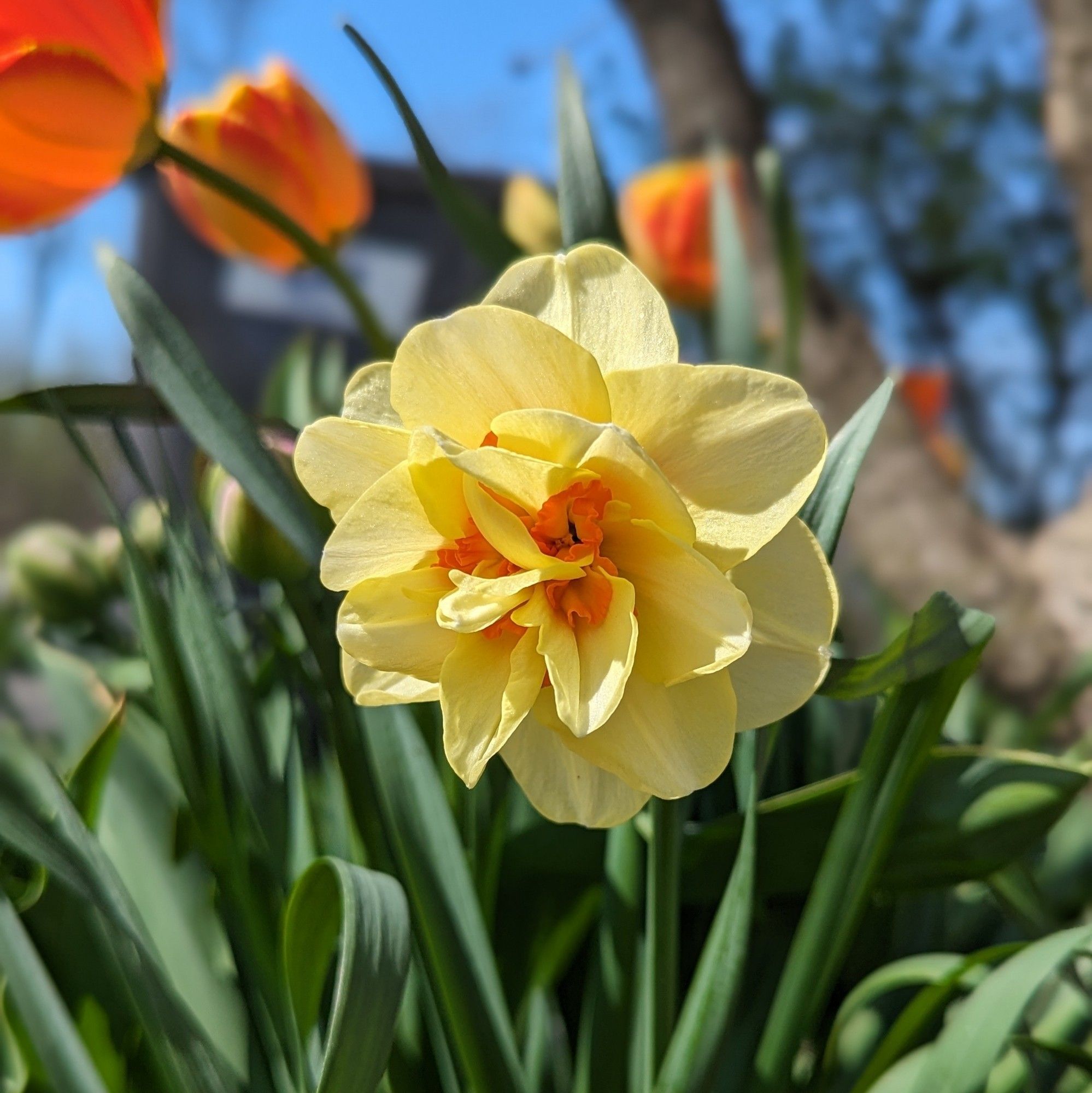 Close up photo of a daffodil with light yellow petals and an orange center, with tulips in the background