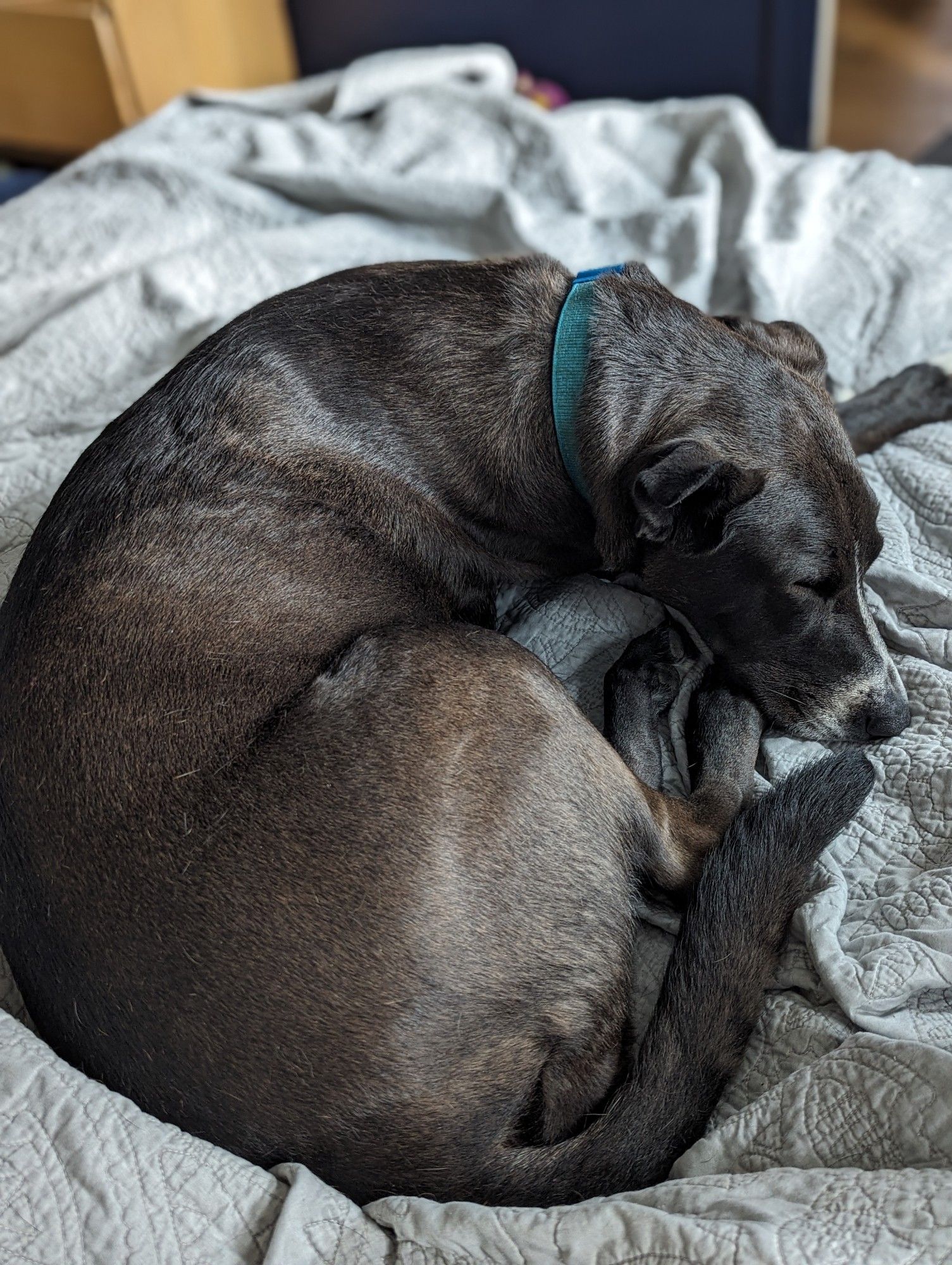 A black dog with a blue collar curled up on a grey blanket