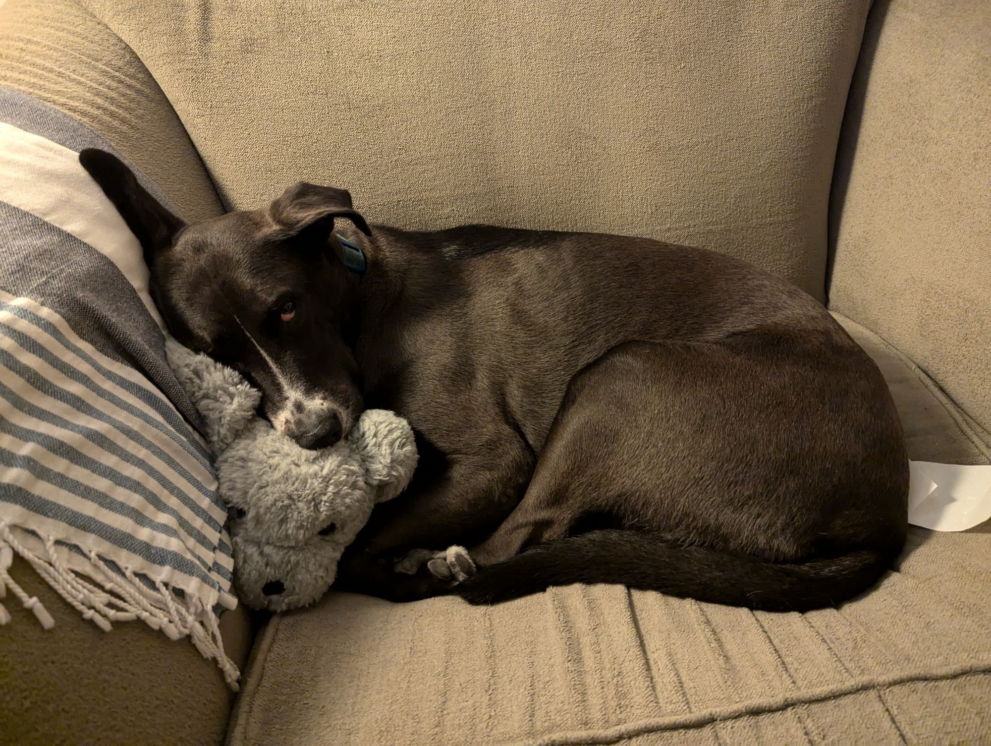 A large black dog curled up in a grey armchair, resting their head on a grey dog stuffed animal