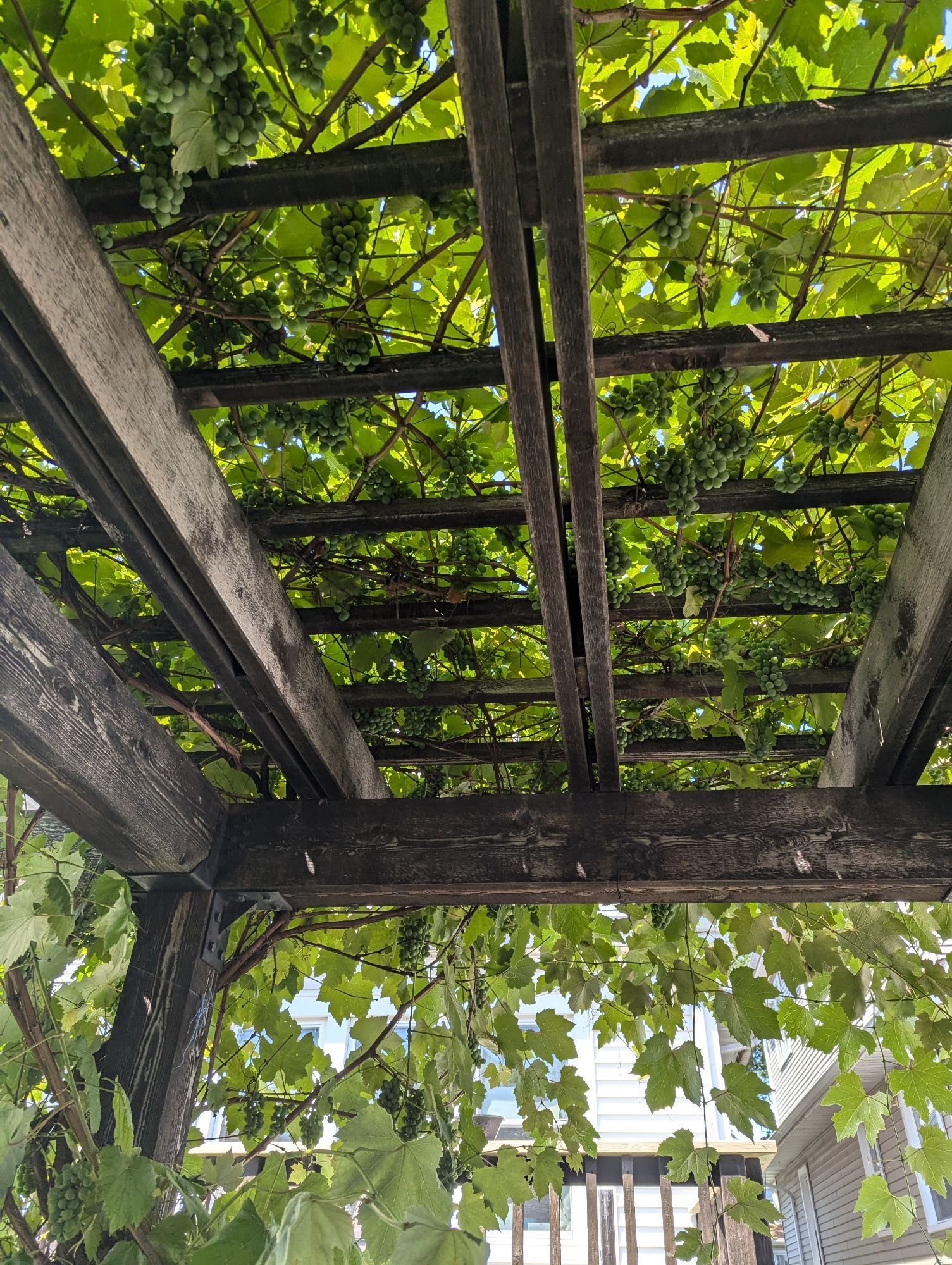 A wooden structure covered in grape leaves and vines and hanging green grape clusters, with a house visible in the background