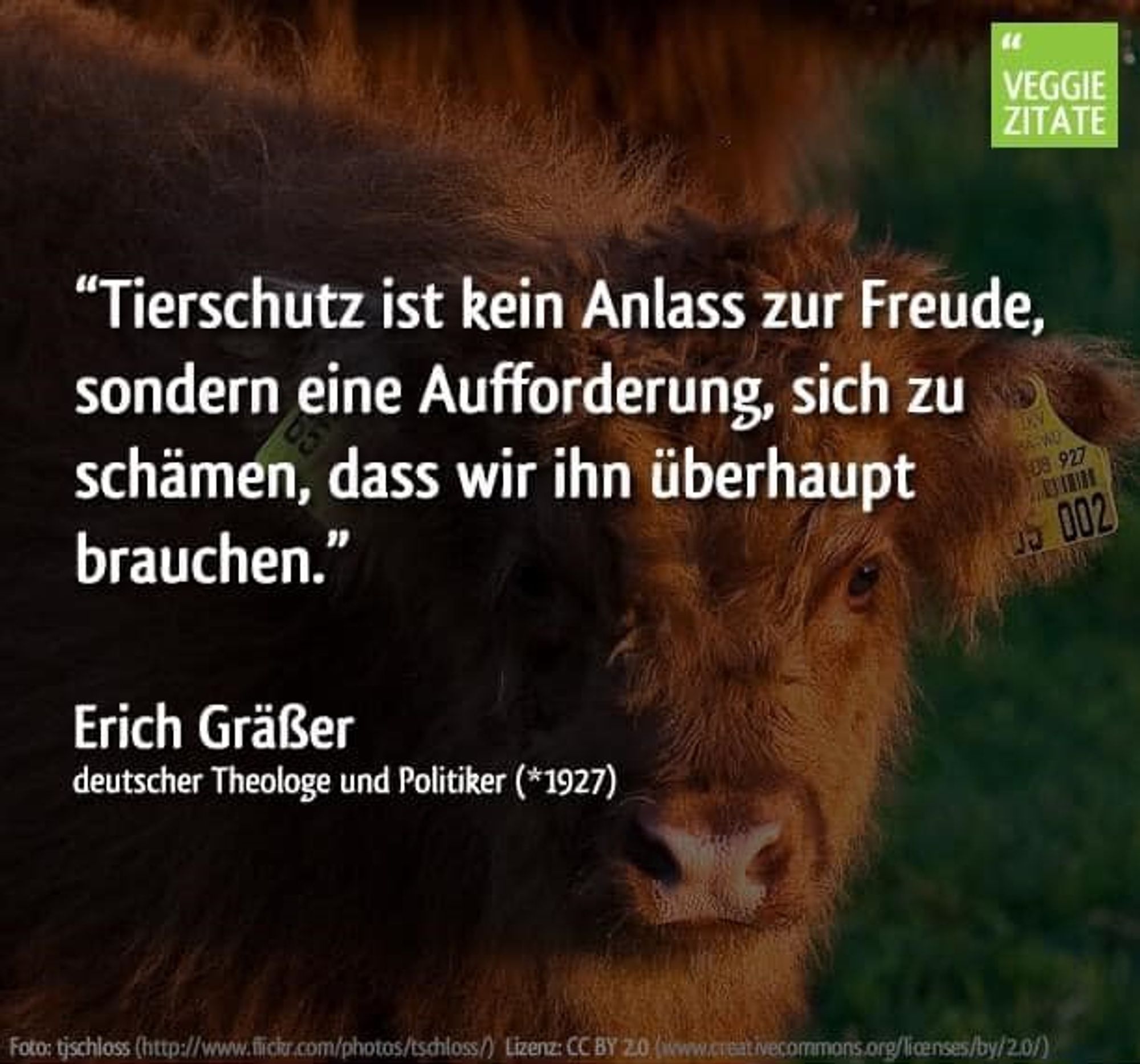 Foto von einem Galloway-Kalb, Text: 'Tierschutz ist kein Anlass zur Freude, sondern eine Aufforderung, sich zu schämen, dass wir ihn überhaupt brauchen.' 
Erich Gräßer, deutscher Theologe und Politiker (*1927)