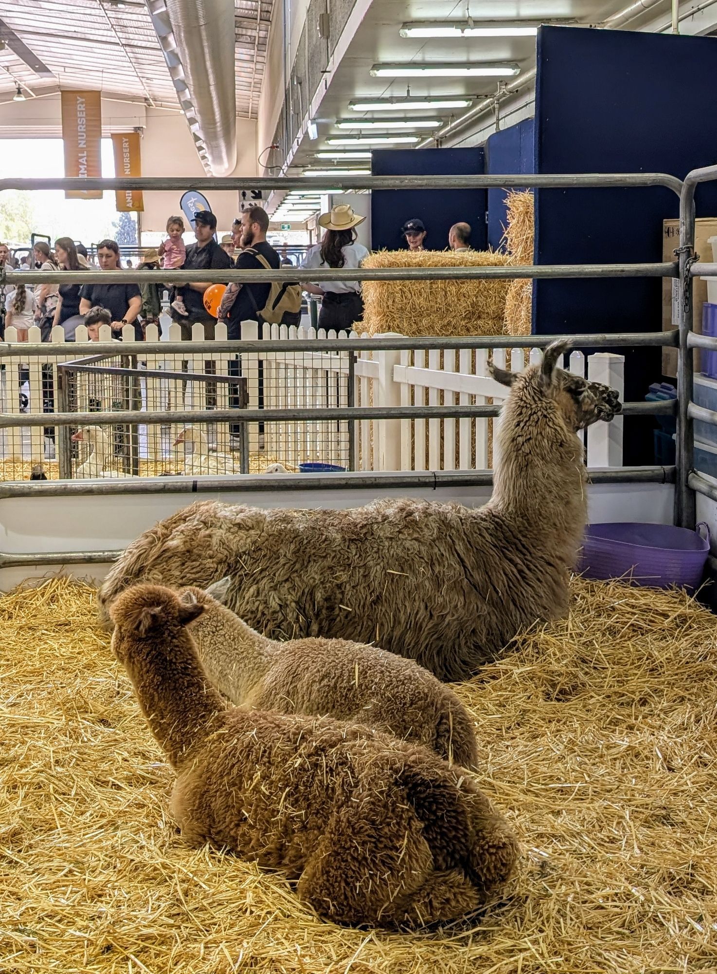 Llama and alpacas