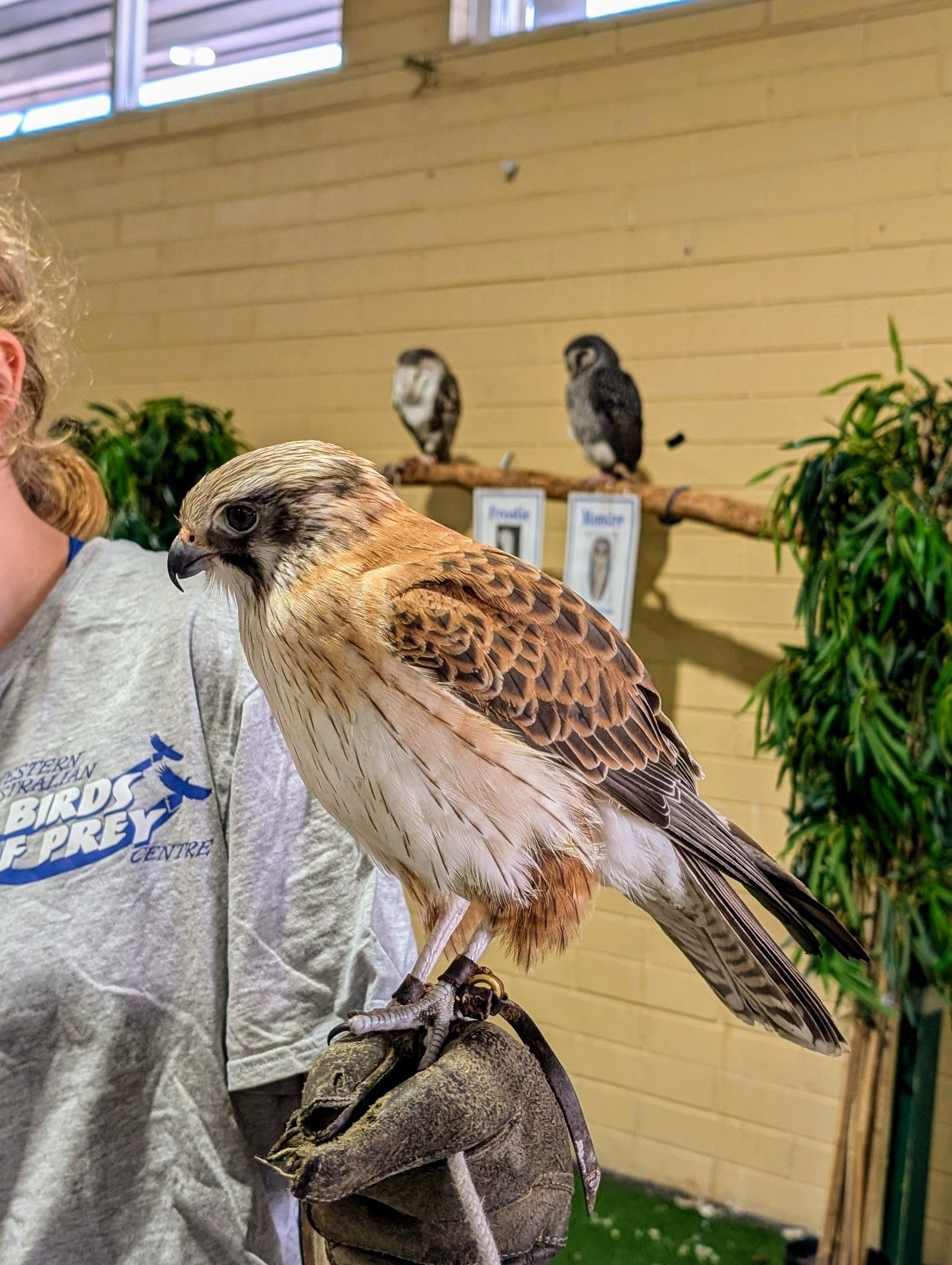 Brown falcon