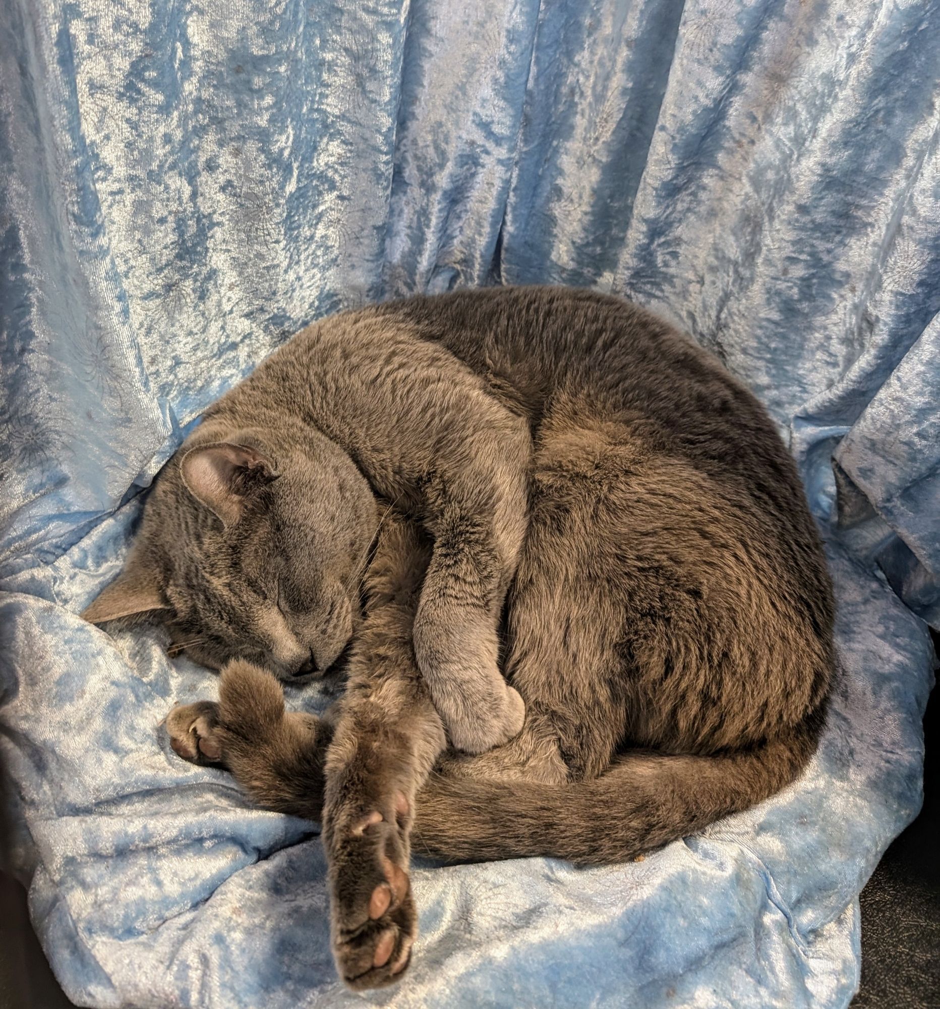 Russian blue cat