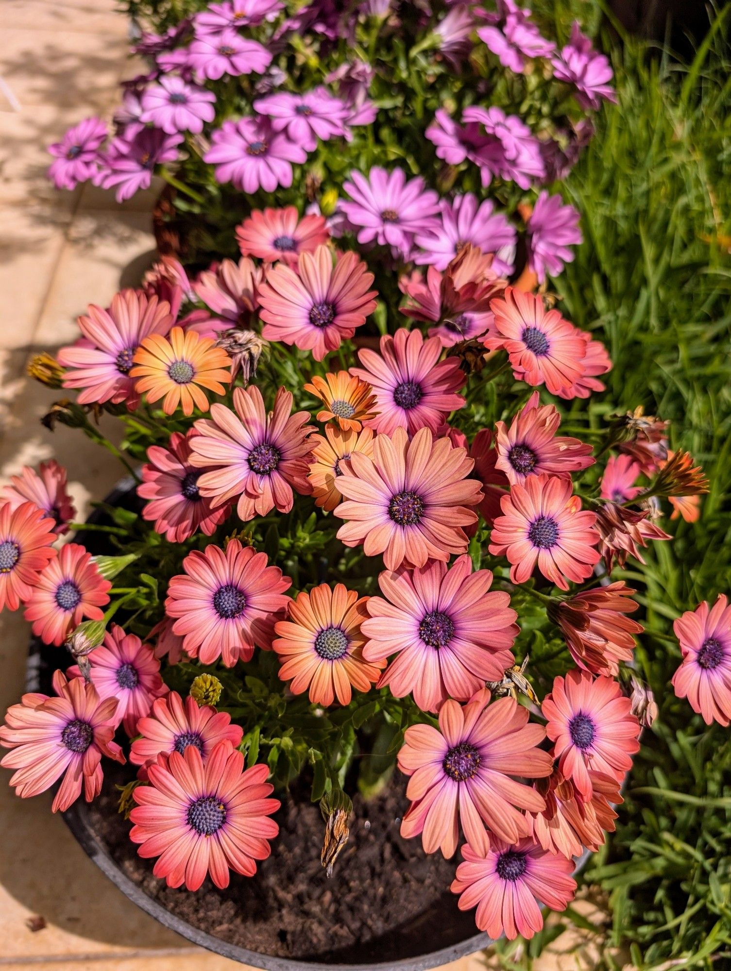 Cheerful orange daisies