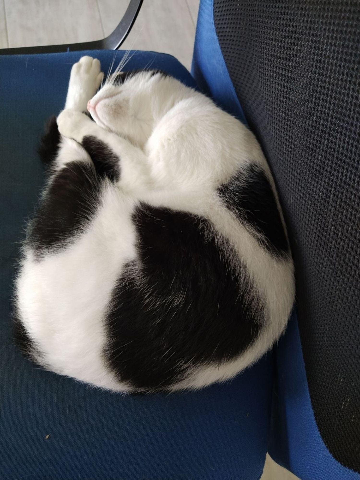 A black and white "cow-cat" sleeping on an office chair