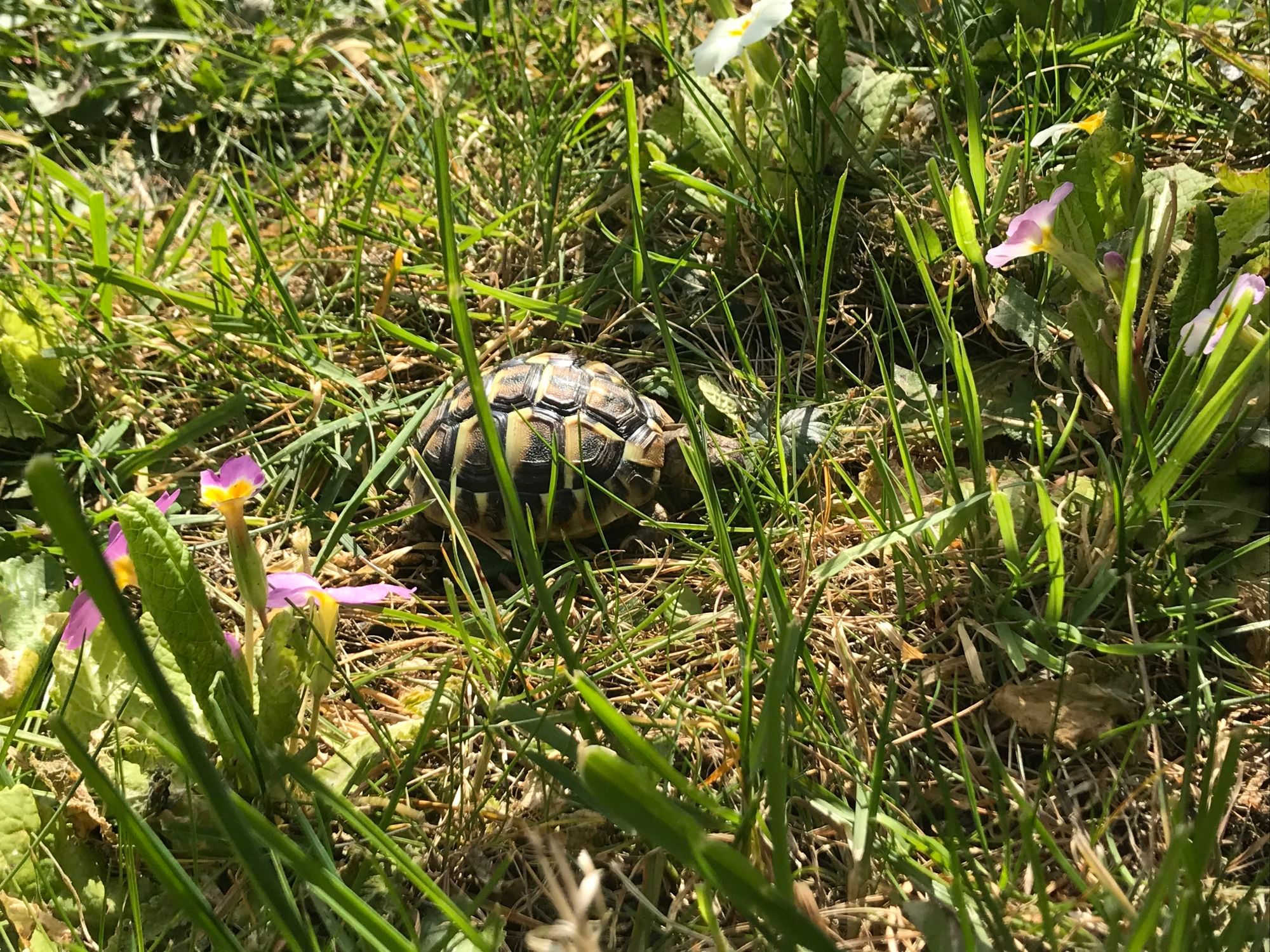 Petite tortue dans la verdure.