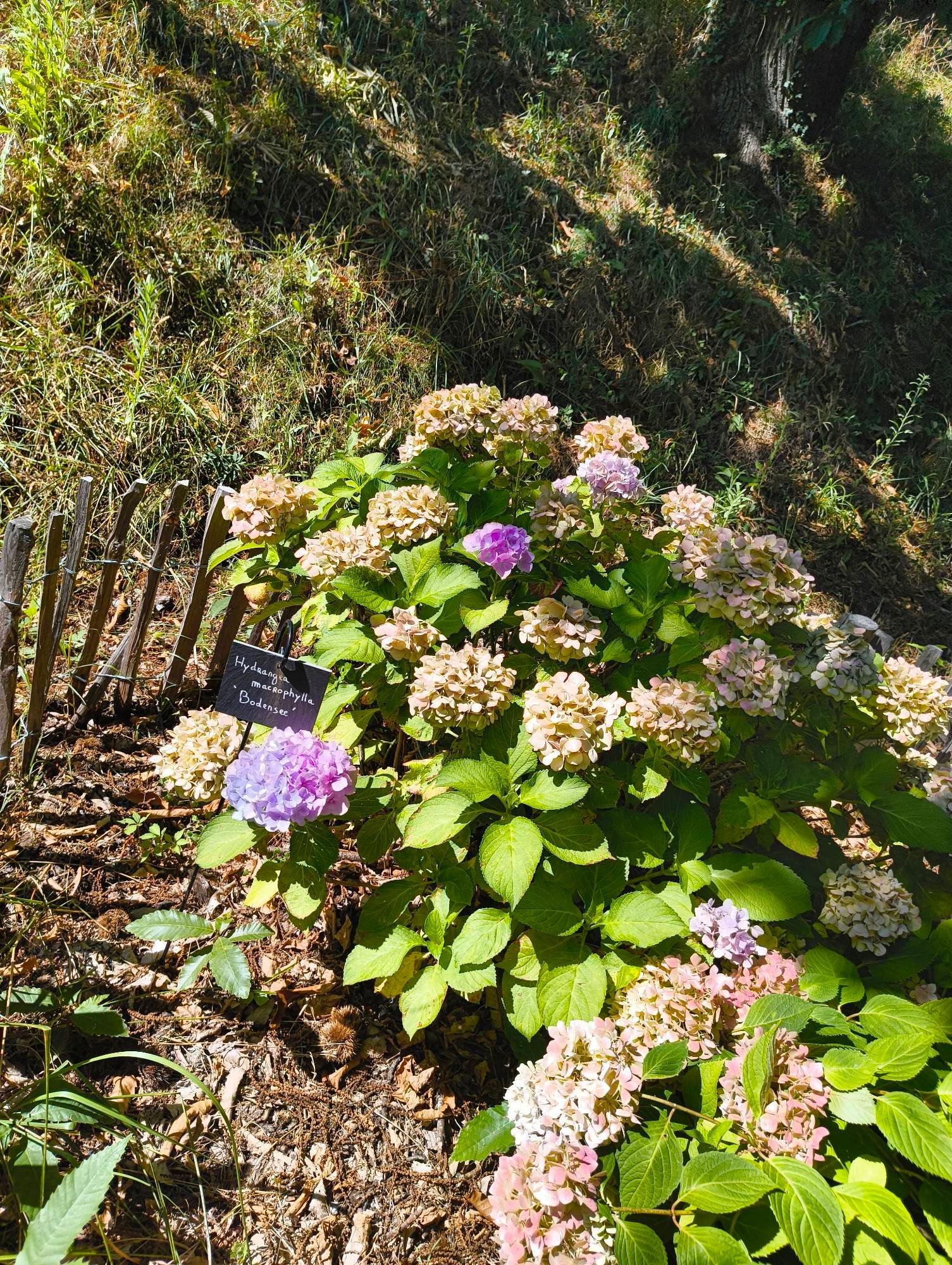 Collection d'Hortensia d'un petit village dans l'Aude.