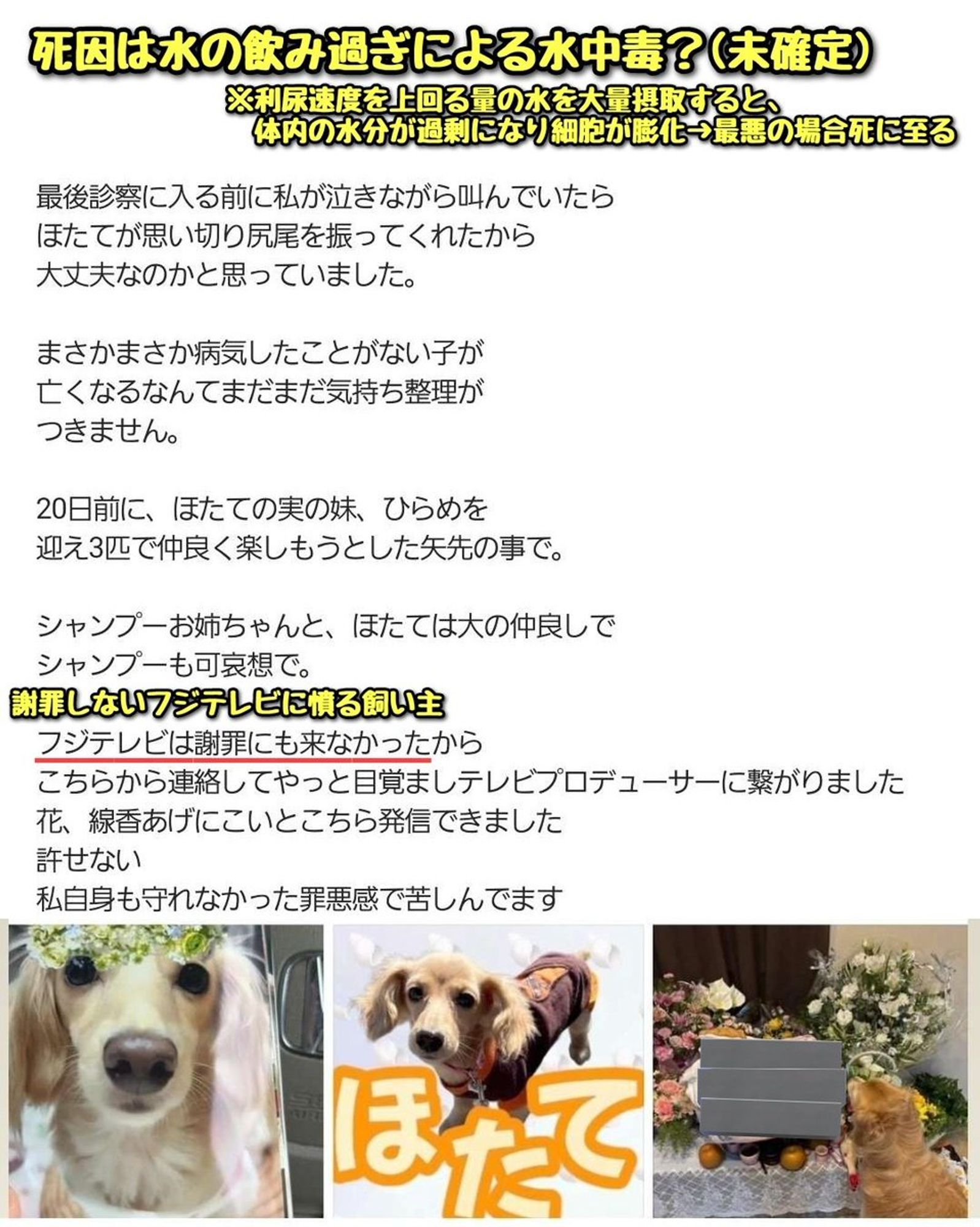 【話題】愛犬家さん、#めざましテレビ の“#きょうのわんこ”コーナーの撮影で愛犬を亡くす ▼飼い主の主張 ・愛犬3匹を飼育 ・8月の猛暑下、水遊びをする愛犬らを撮影 ・小型犬(ミニチュアダックスフント)がホースで水を飲むシーンも撮影 ・飼い主が「もうこれ以上水は飲めない」と話すも、