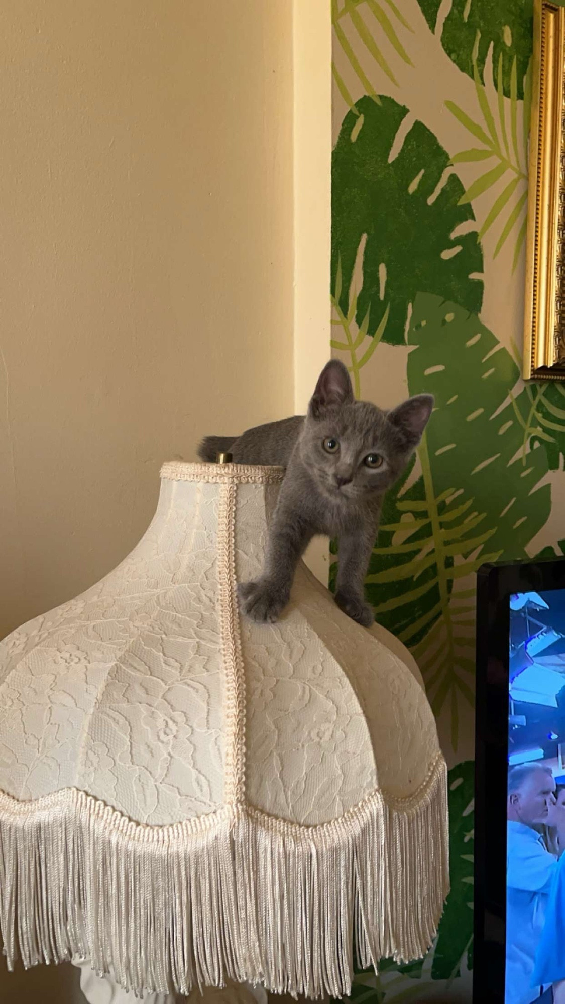 A mischievous little grey kitten, standing on an ornate lampshade