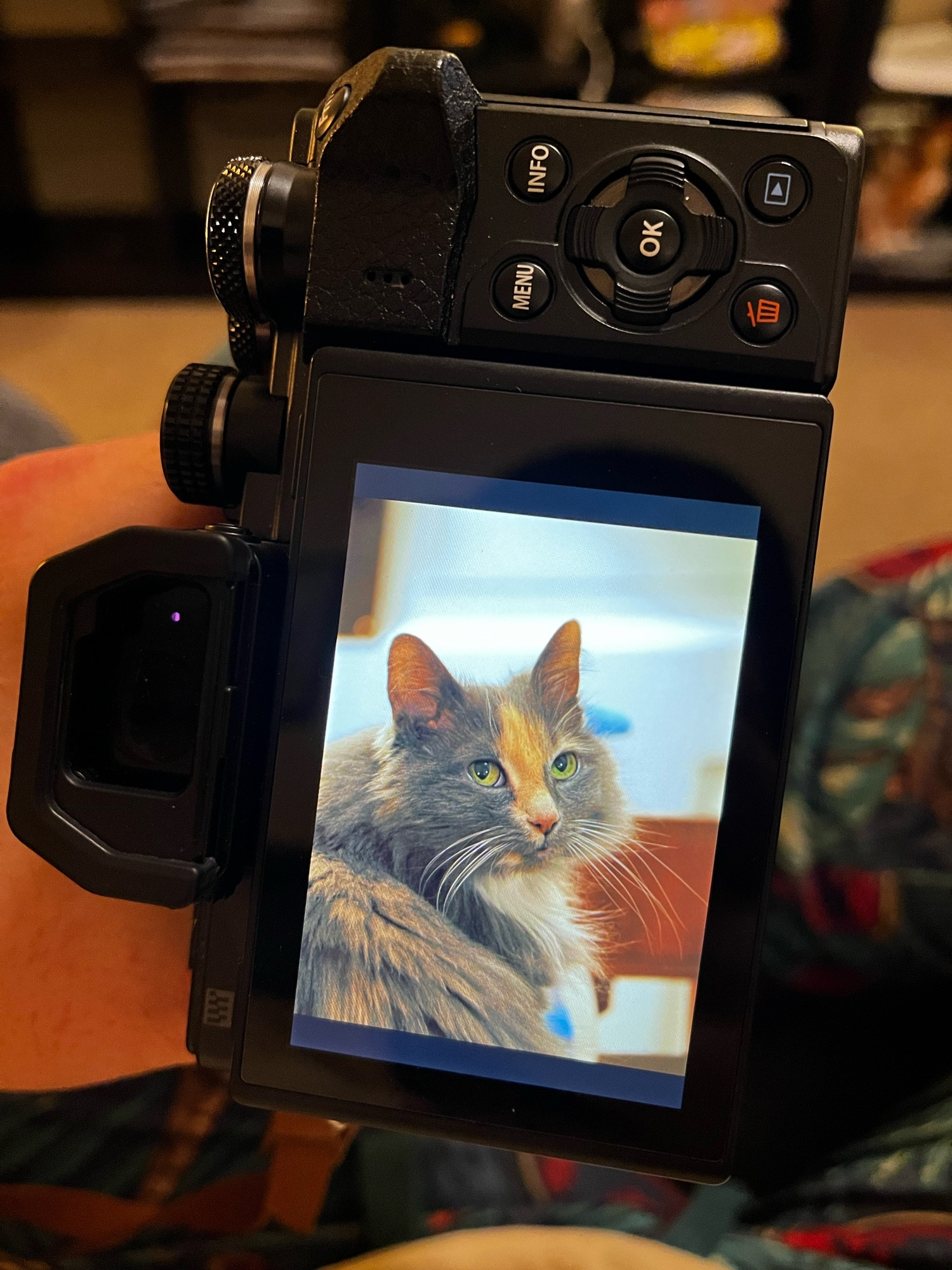 Photo shows the back of a digital camera. On the screen of the camera is a photo of a tortoiseshell cat