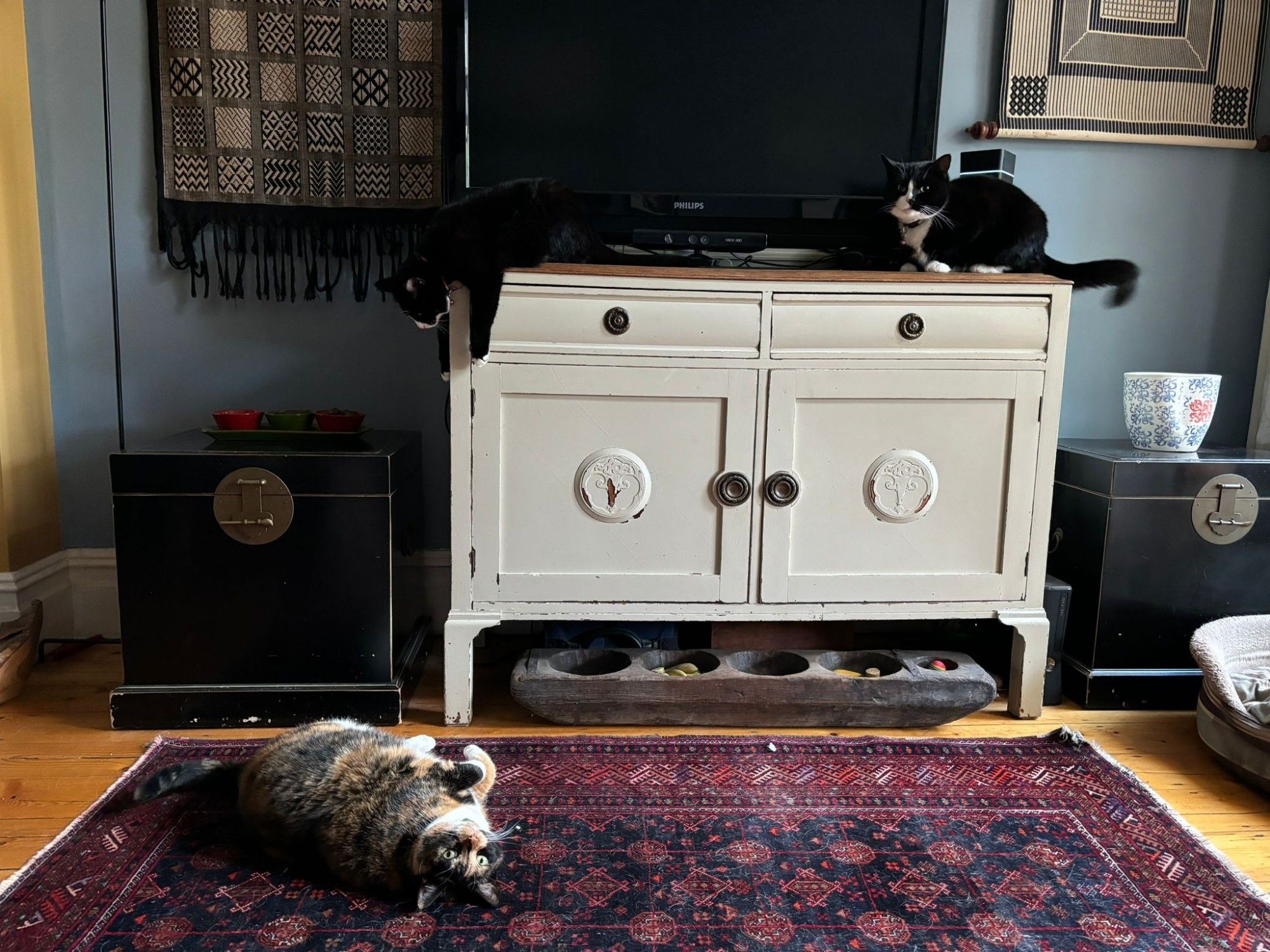 my three cats posed like idiots