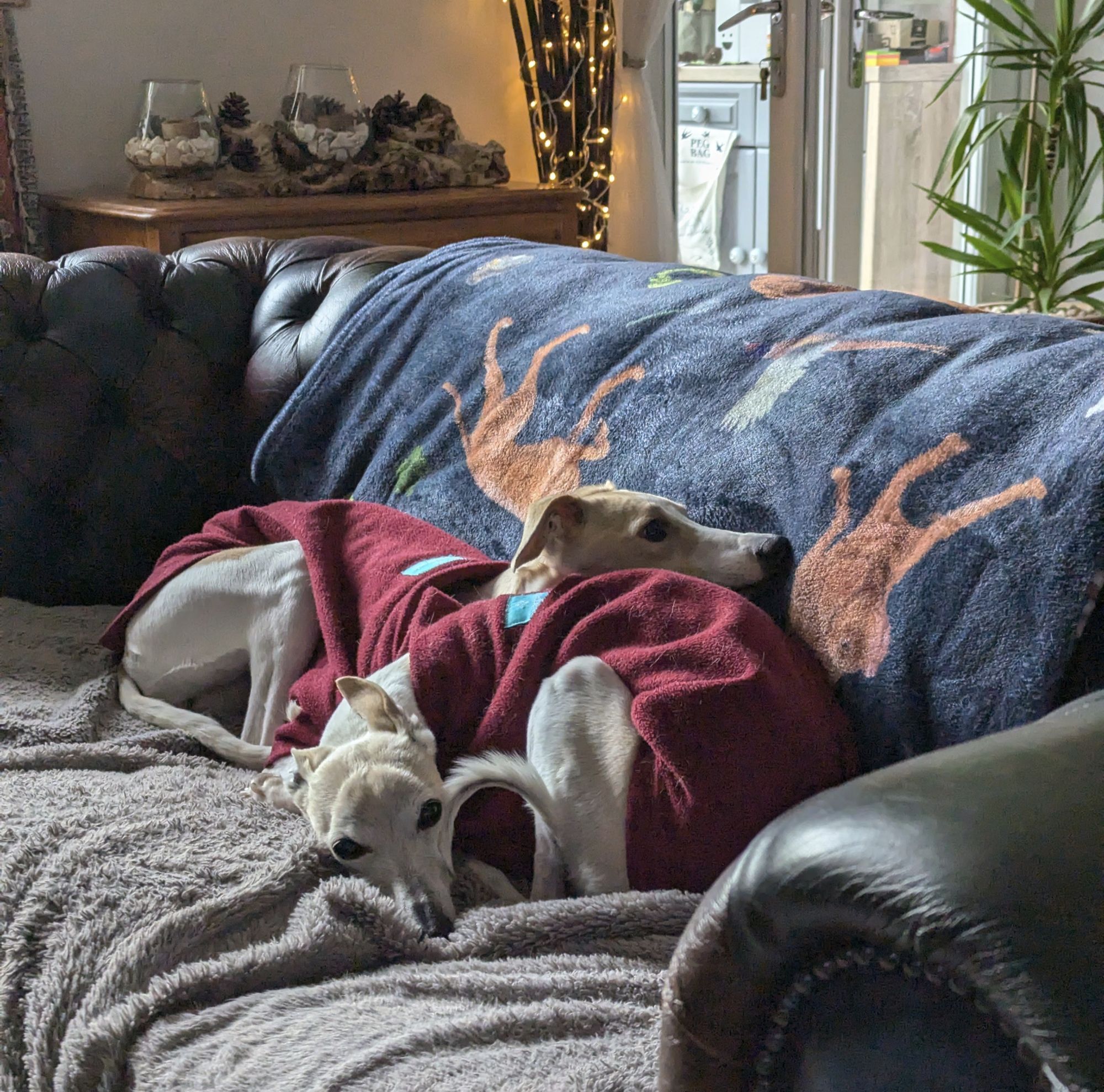 Two whippets on a sofa. They are both fawn and white, wearing burgundy fleece jumpers. One has her head resting on the others back.