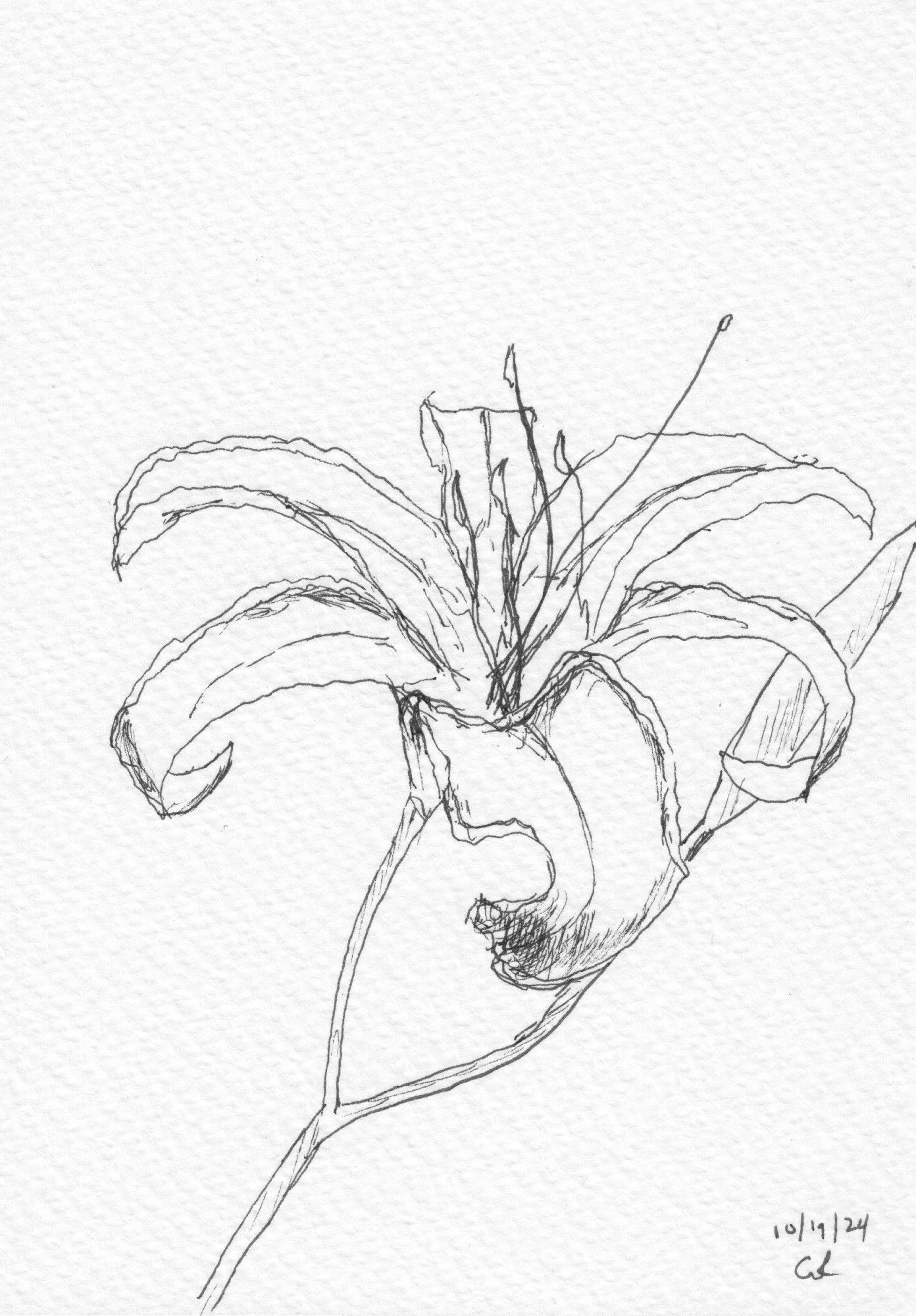 sketch of a tiger lily