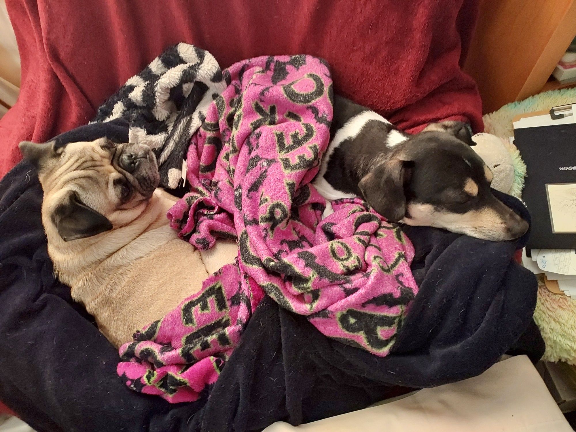 Fawn pug Dudley on left and Black, white and tan chiweenie Dipper on the right. Both dogs are crammed into one sitting chair with a couple fleece blankets. Both pups are sleepy and more than happy to let Sara sit on the floor.