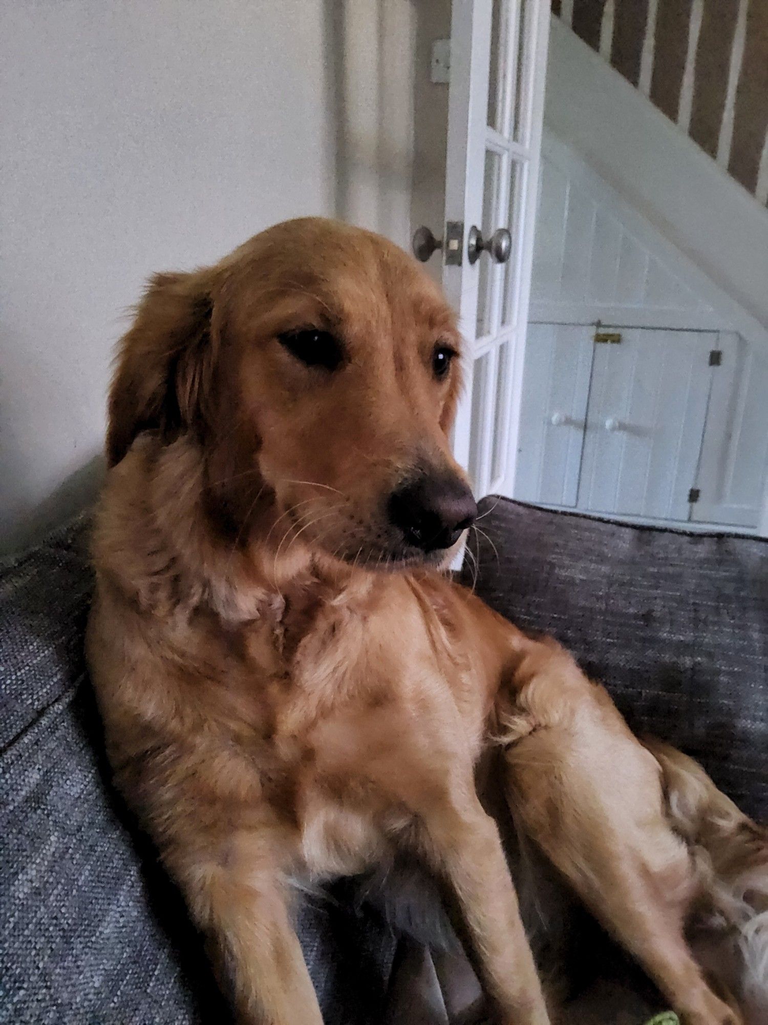 Golden retriever pup is sorry for what she did.