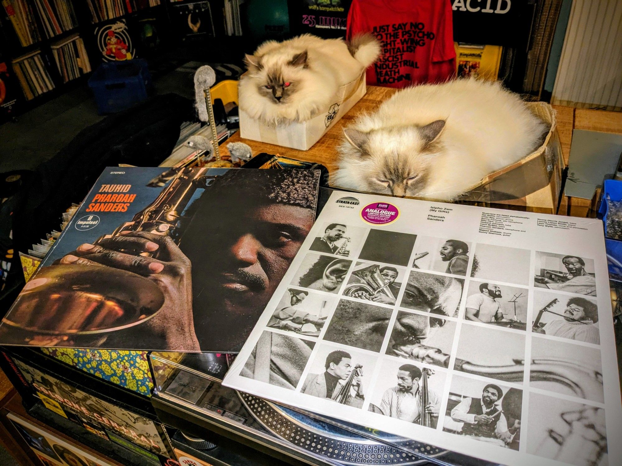 two vinyl record covers, pharoah sanders reissues on pure pleasure records: rejoice 2x12" & shukuru 12". plus two sleepy cats in their boxes behind the turntable.