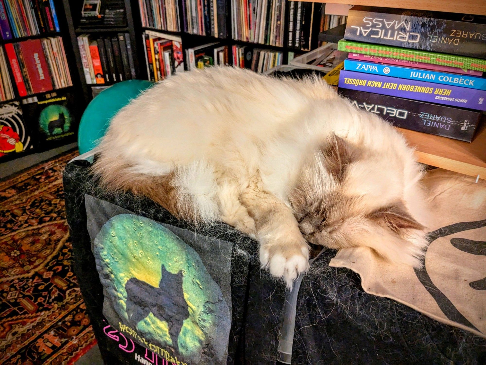 holy birman cat Emil sleeping on the kallax